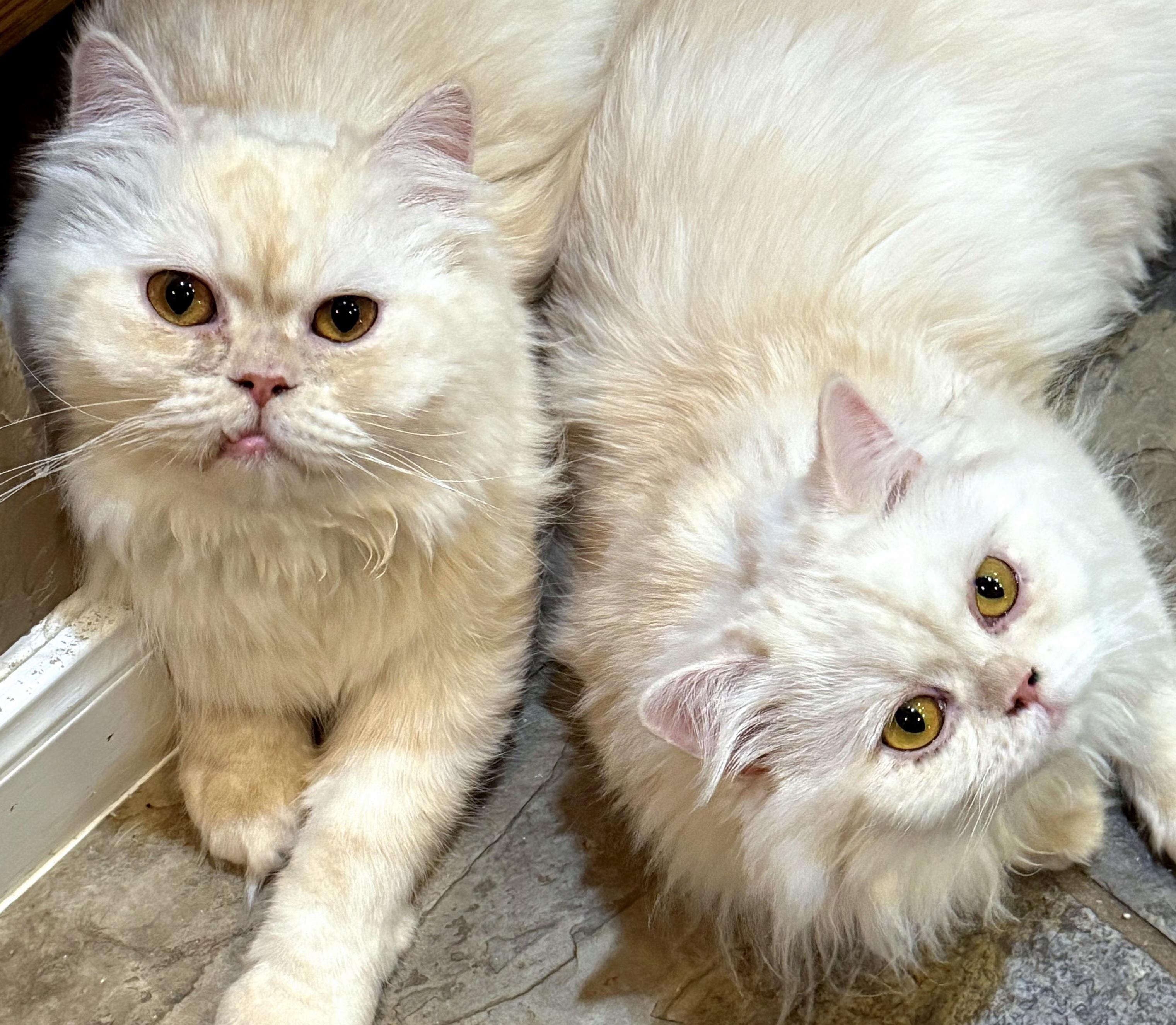 Marscapone & Buerre, adopted, Young Female Persian.