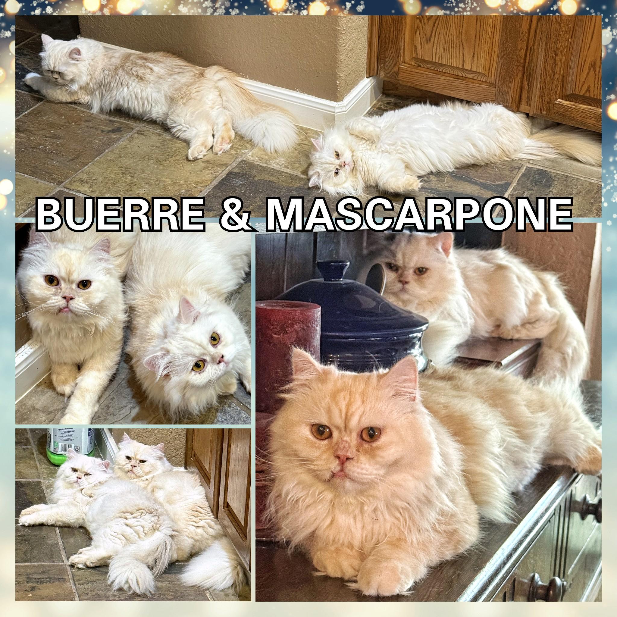 Marscapone & Buerre, an adopted Persian in Converse, TX image 5/5