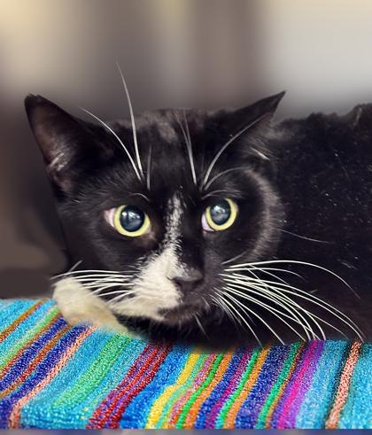 Gia, a Adoptable Domestic Short Hair in Voorhees, NJ image 1/3