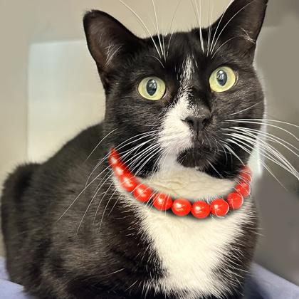 Gia, a Adoptable Domestic Short Hair in Voorhees, NJ image 2/3