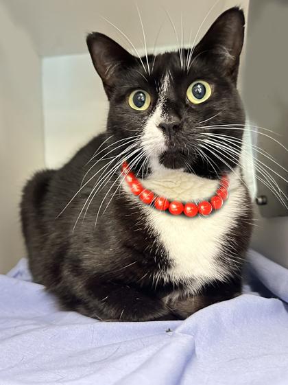 Gia, a Adoptable Domestic Short Hair in Voorhees, NJ image 3/3