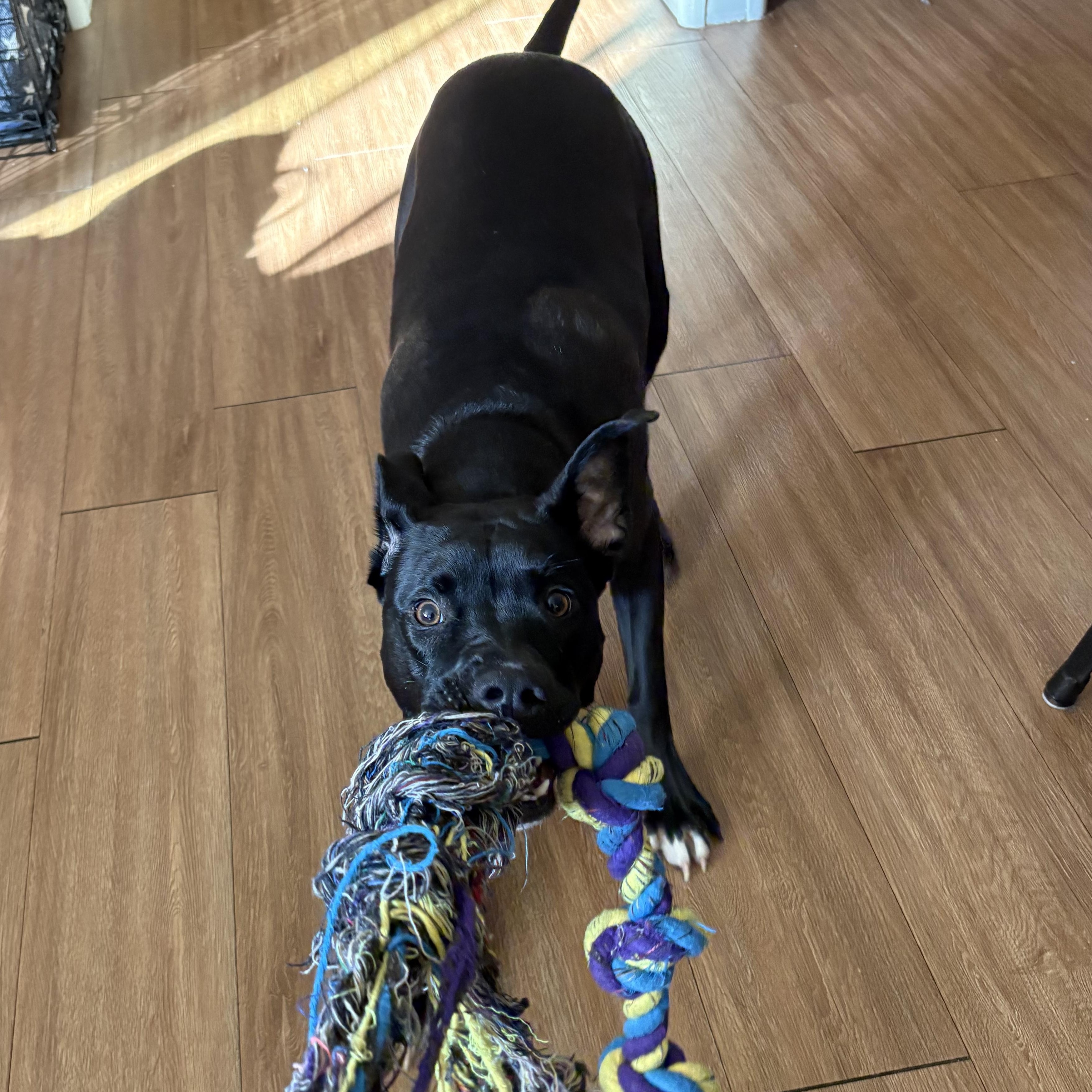 Rocco, a ADOPTABLE mixed breed in Phoenix, AZ image 5/5