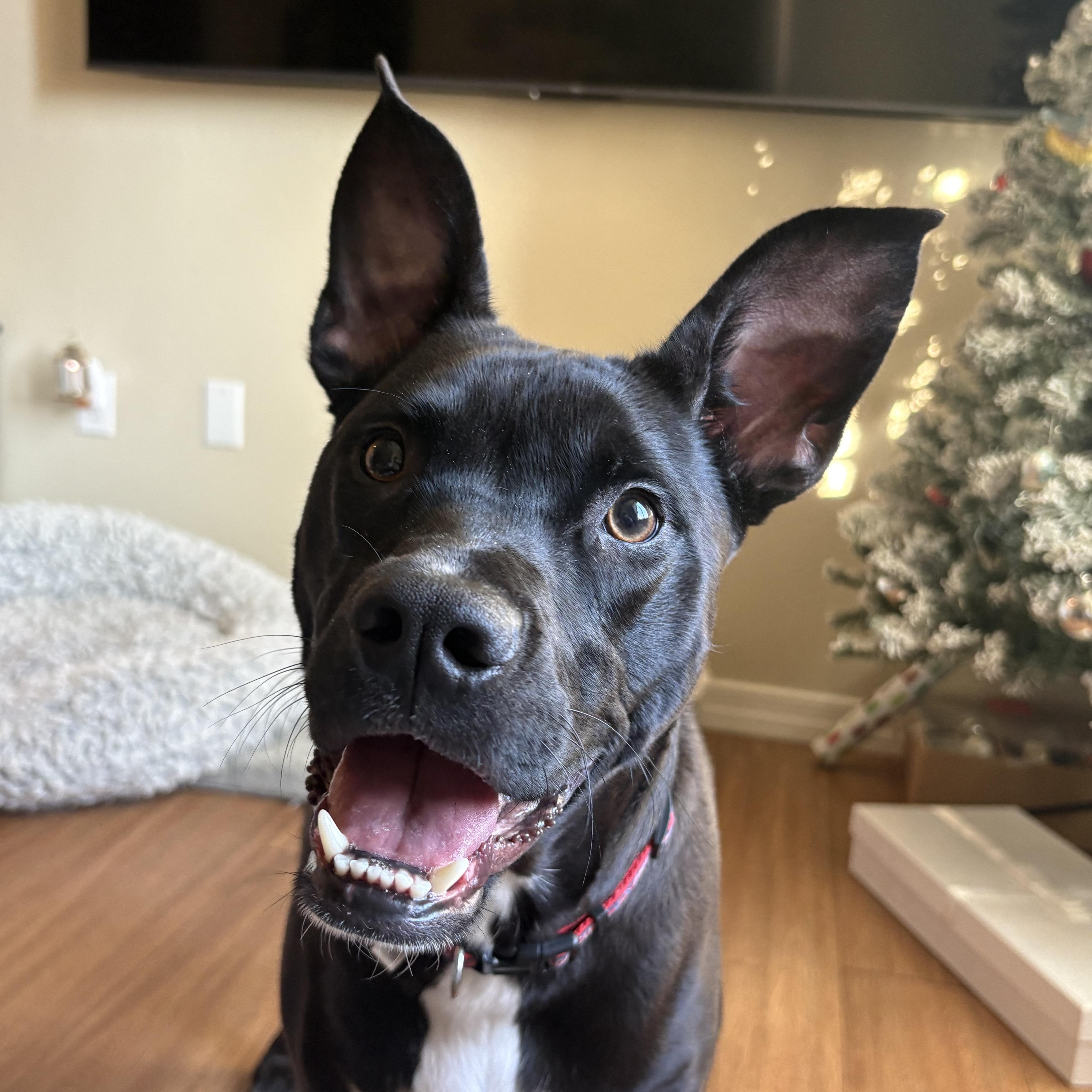 Rocco, a ADOPTABLE mixed breed in Phoenix, AZ image 3/5