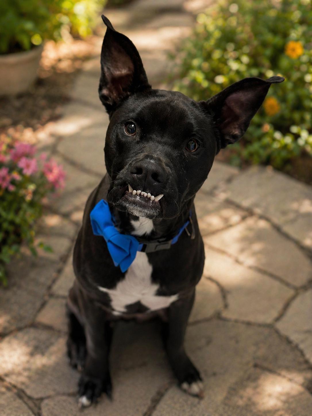 Rocco, ADOPTABLE, Young Male American Staffordshire Terrier & Boston Terrier.