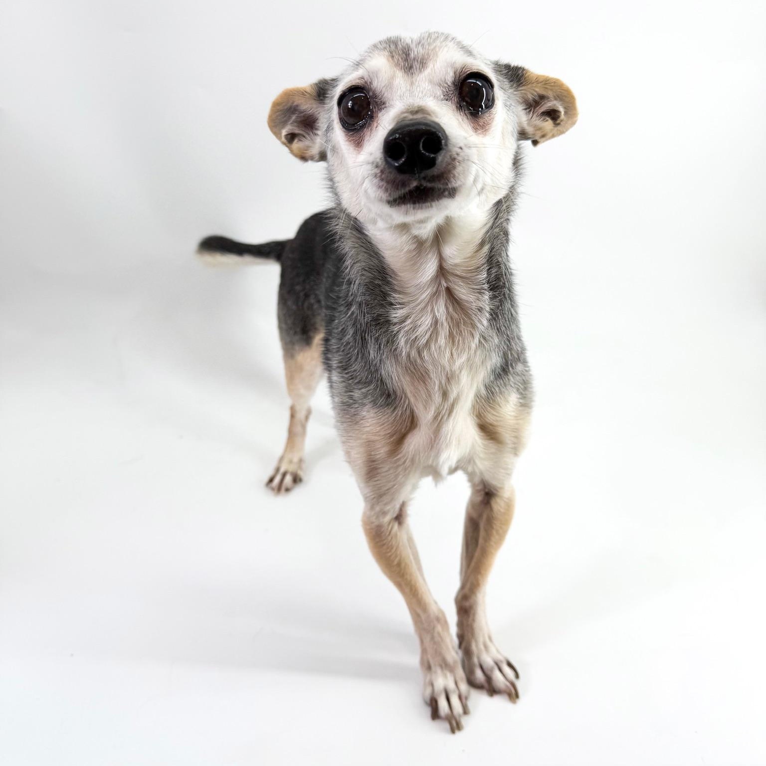 Enlarge Harrison, a ADOPTABLE mixed breed in Scottsdale, AZ image 2/4