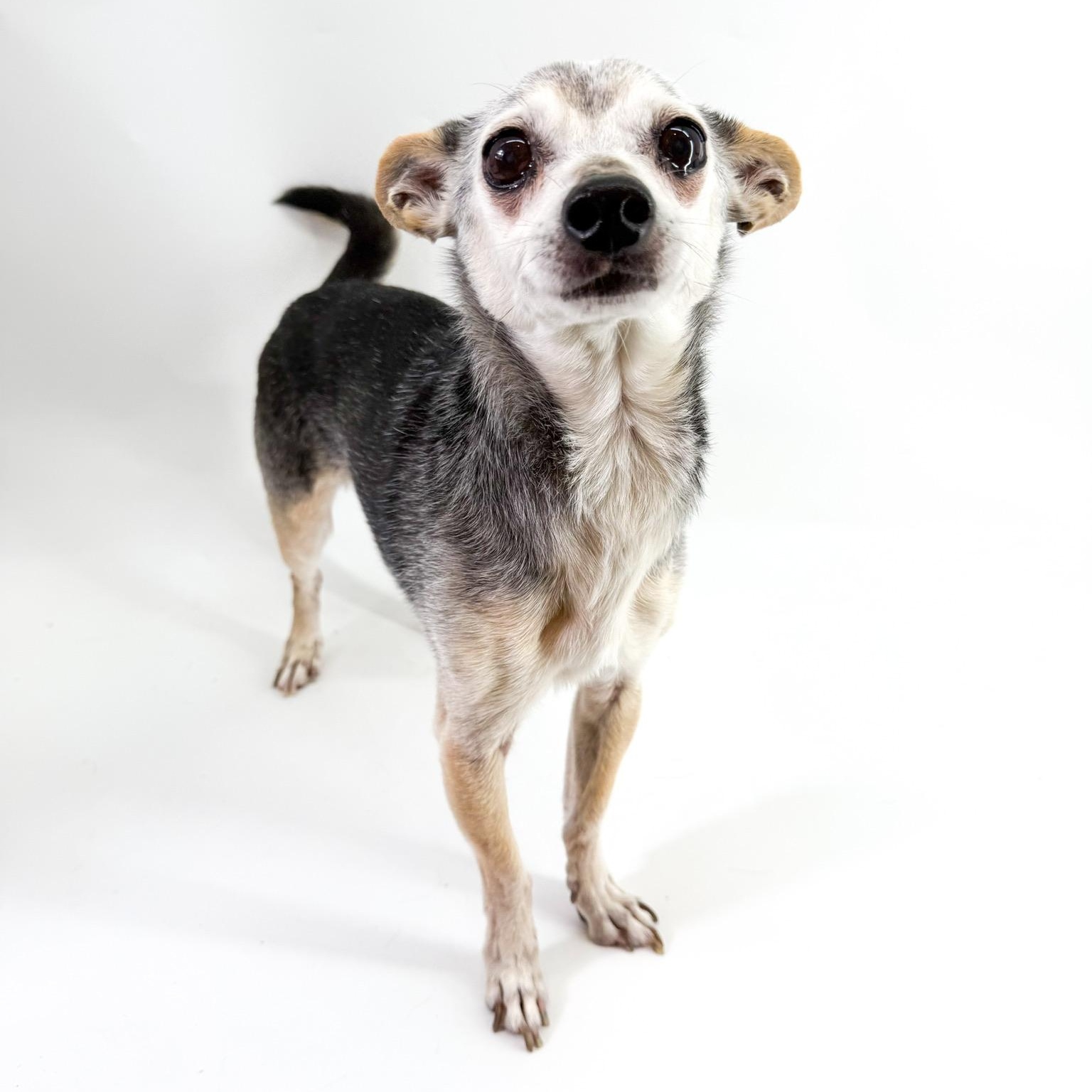 Enlarge Harrison, a ADOPTABLE mixed breed in Scottsdale, AZ image 1/4