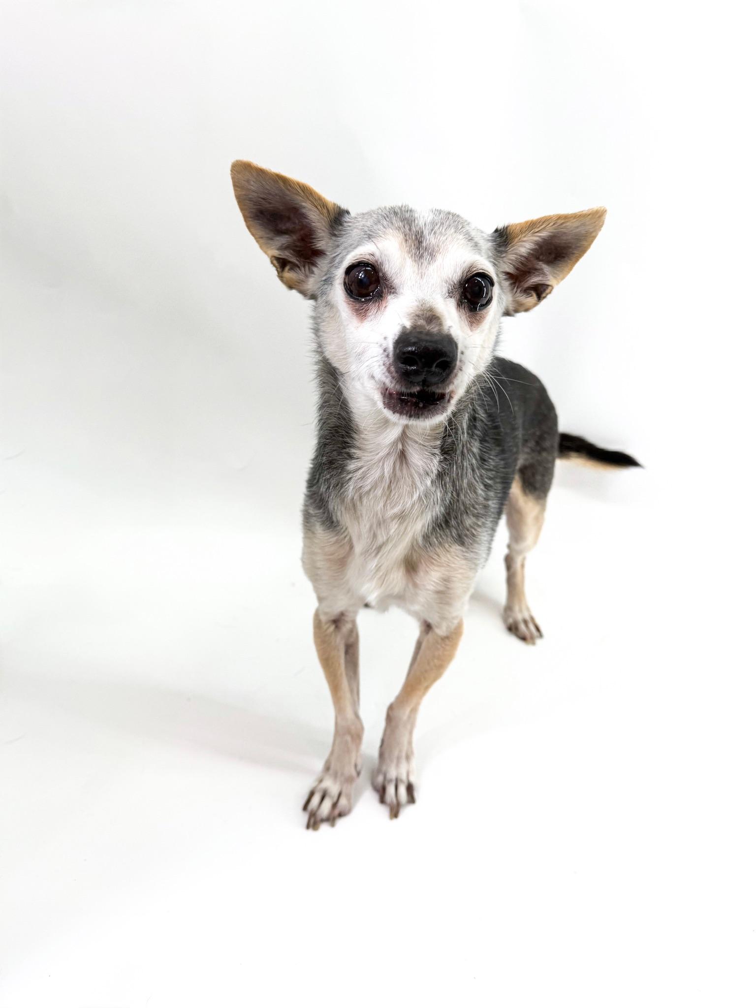 Enlarge Harrison, a ADOPTABLE mixed breed in Scottsdale, AZ image 4/4