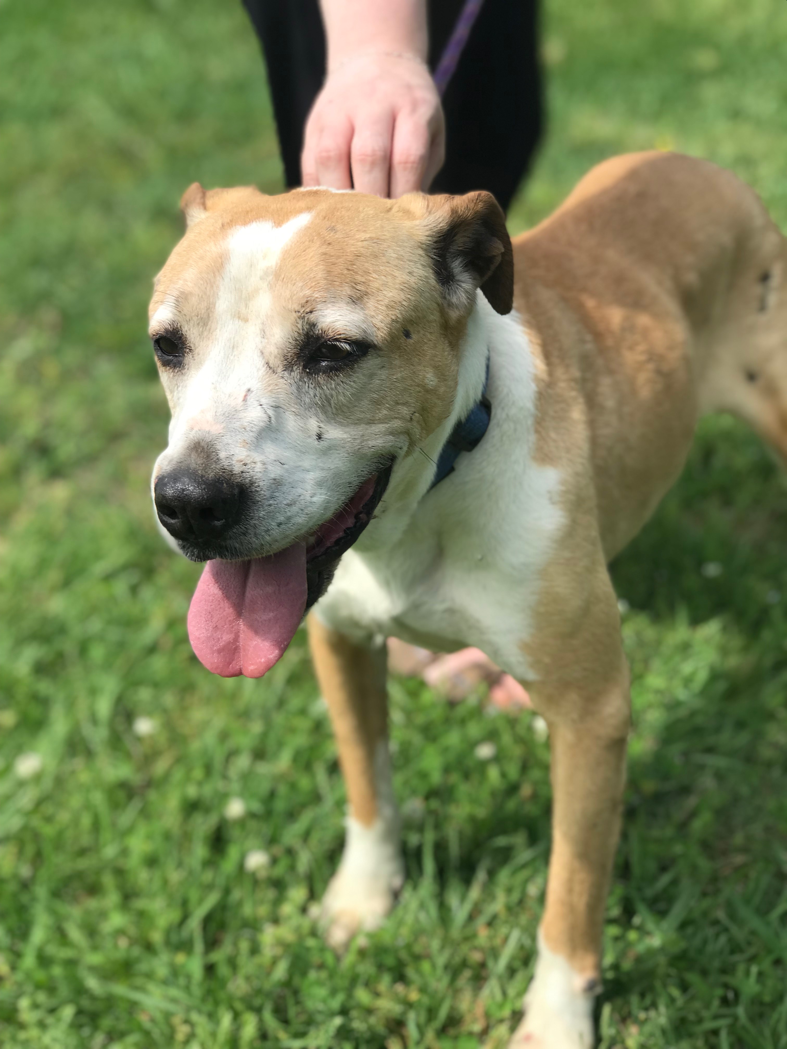 Sassy, Adopted, Senior Female Mixed Breed.