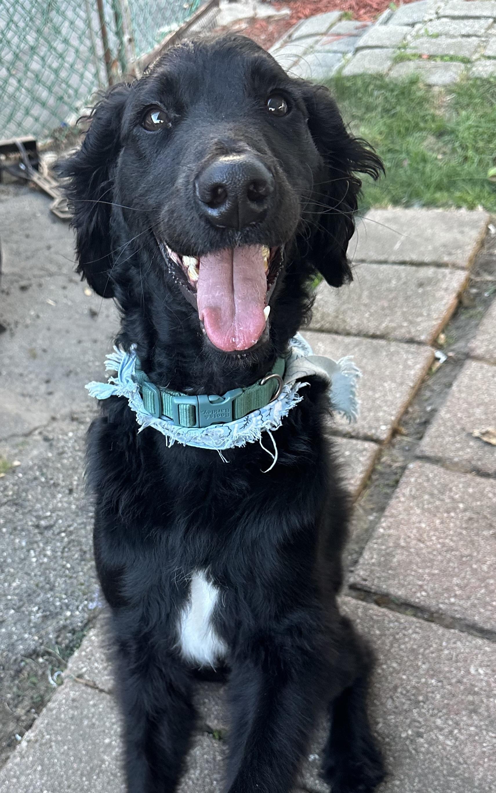 Enlarge King-Courtesy Posting!, a Adopted Goldendoodle in Somerville, MA image 2/3