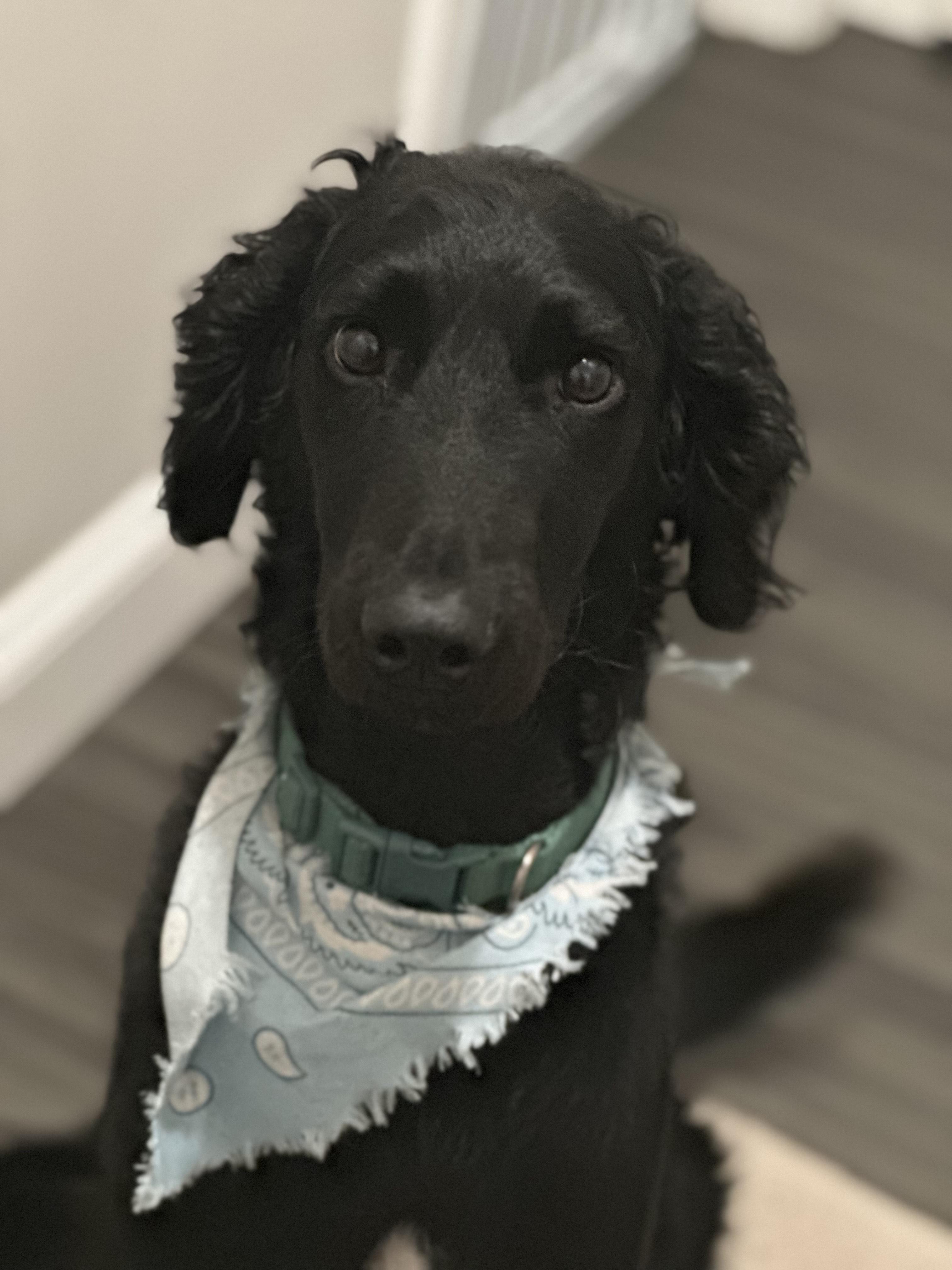 Enlarge King-Courtesy Posting!, a Adopted Goldendoodle in Somerville, MA image 3/3