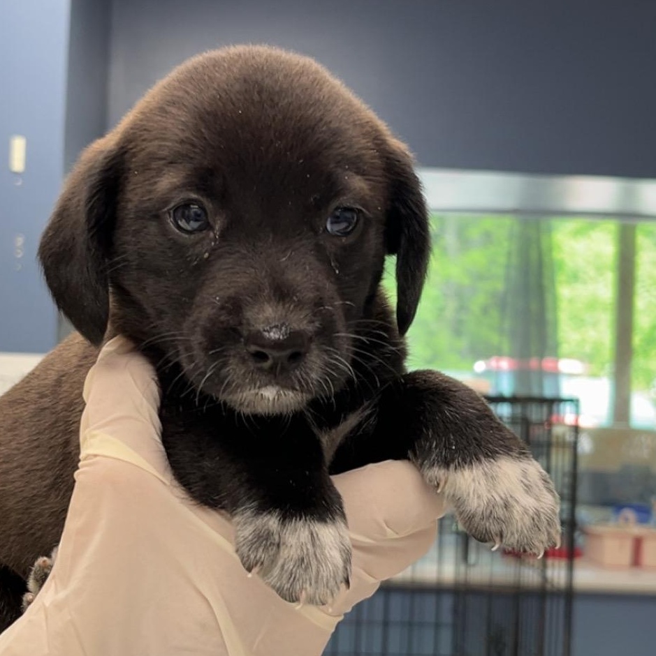 Snickers, adopted, Puppy Female Beagle & Labrador Retriever.