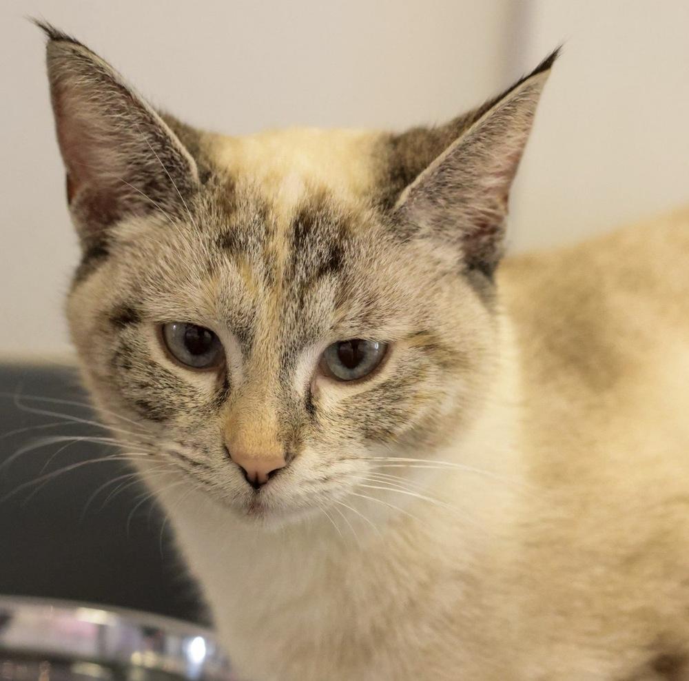 **Cat Cafe** Celest, Adoptable, Adult Female Domestic Short Hair.