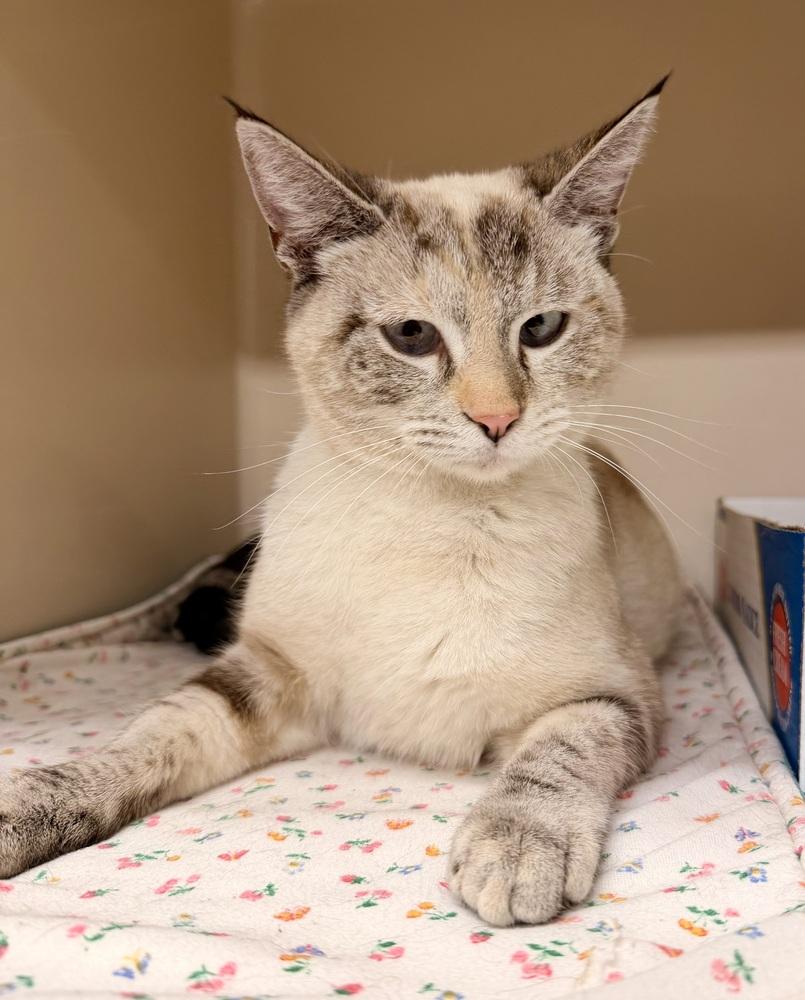 Enlarge **Cat Cafe** Celest, a Adoptable Domestic Short Hair in Topeka, KS image 2/2
