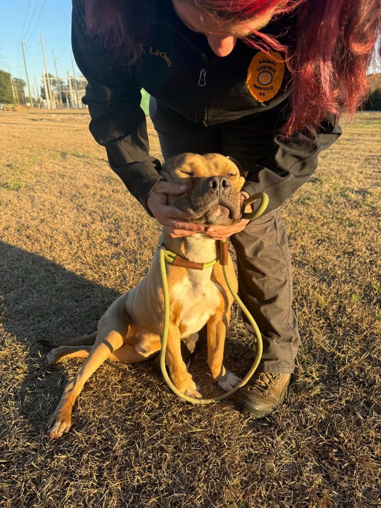 Bruce, Adoptable, Young Male Pit Bull Terrier.