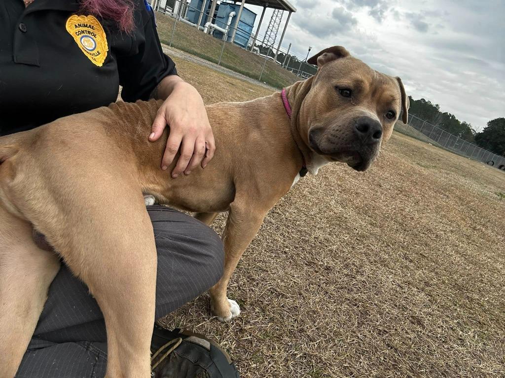 Enlarge Bruce, a Adoptable Pit Bull Terrier in Nashville, GA image 2/3