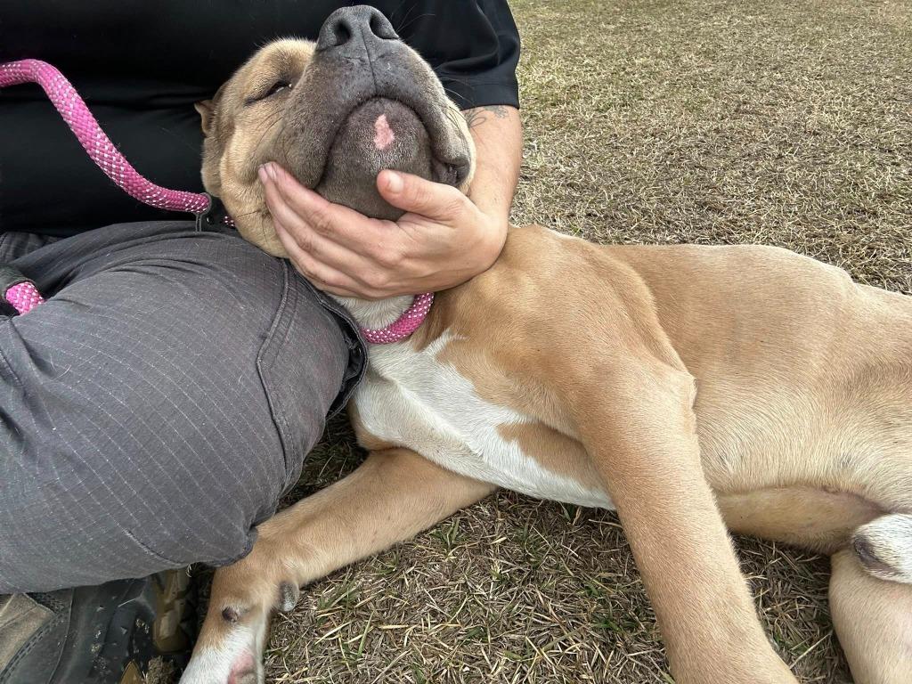 Enlarge Bruce, a Adoptable Pit Bull Terrier in Nashville, GA image 3/3