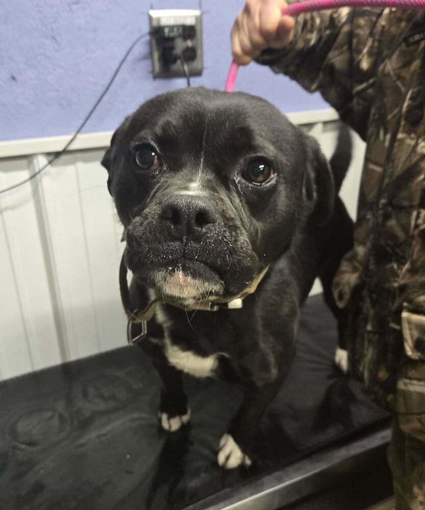 Enlarge War, a Adoptable mixed breed in Waverly, OH image 1/1