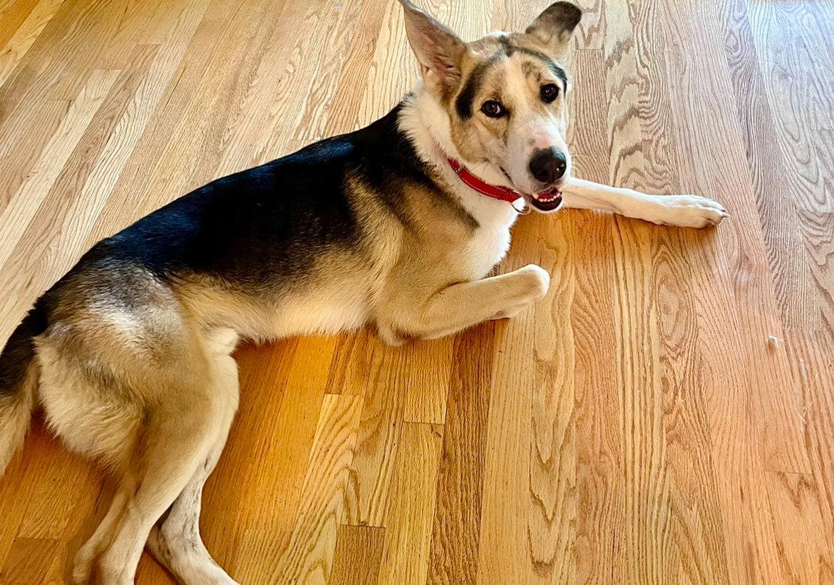 Enlarge Royal, a Adoptable mixed breed in Omaha, NE image 1/3