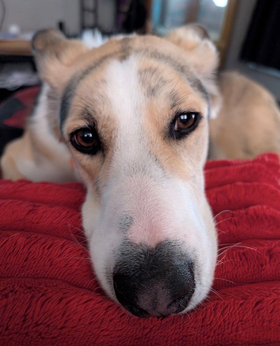 Enlarge Royal, a Adoptable mixed breed in Omaha, NE image 2/3