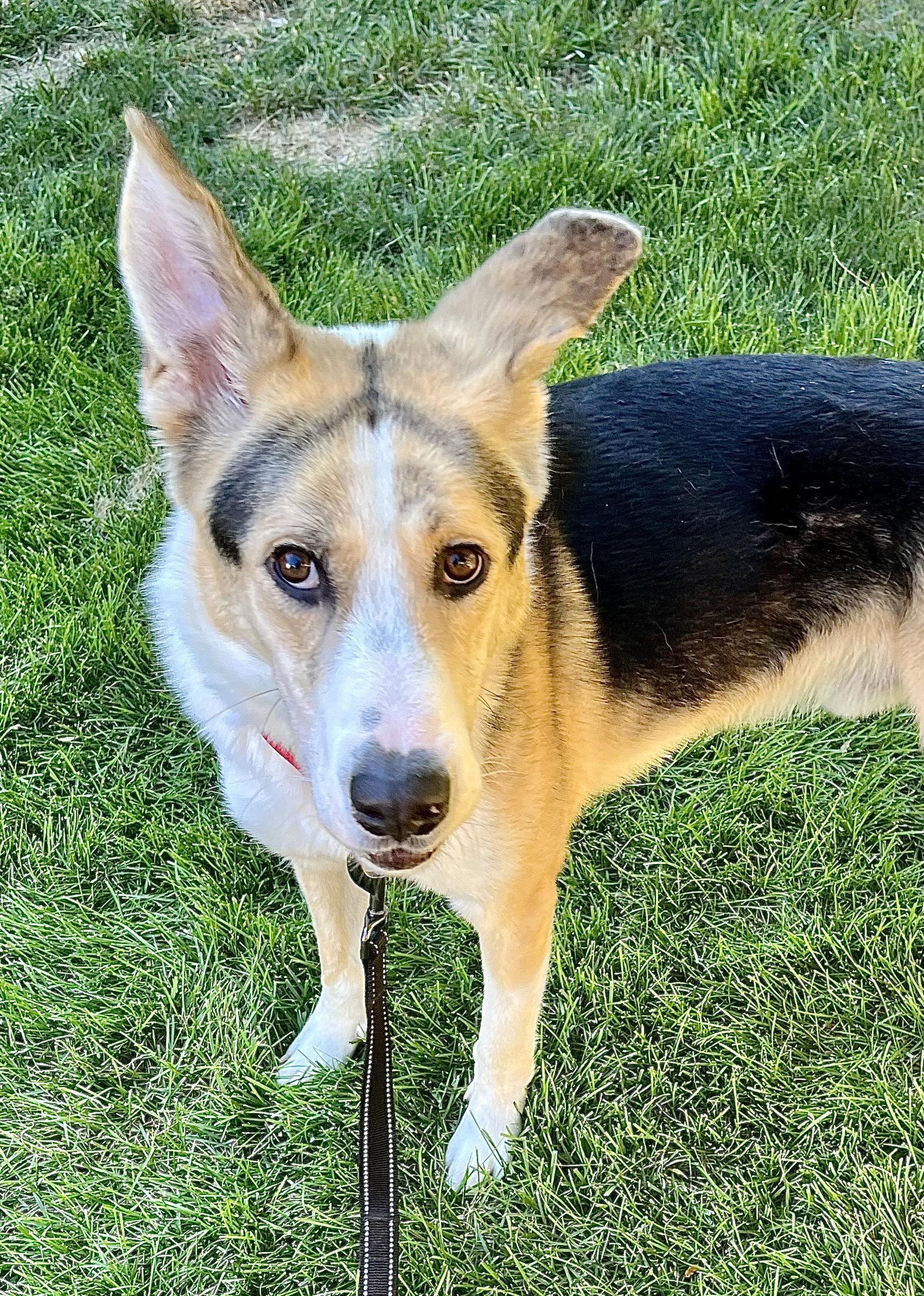 Enlarge Royal, a Adoptable mixed breed in Omaha, NE image 3/3