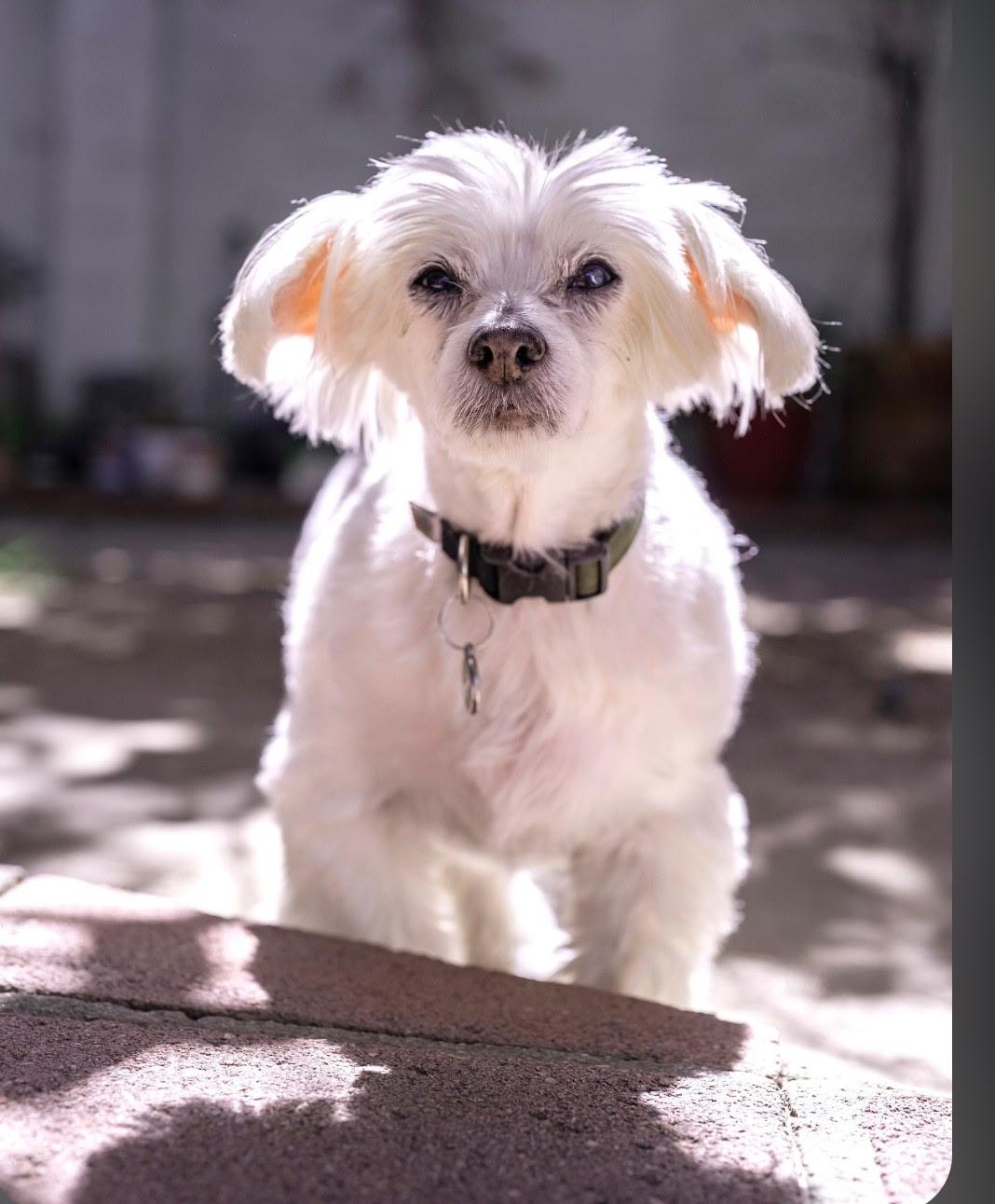 Enlarge SAMMIE, a Adopted mixed breed in Los Angeles , CA image 3/6