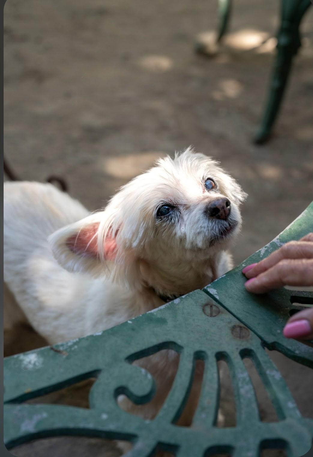 Enlarge SAMMIE, a Adopted mixed breed in Los Angeles , CA image 1/6
