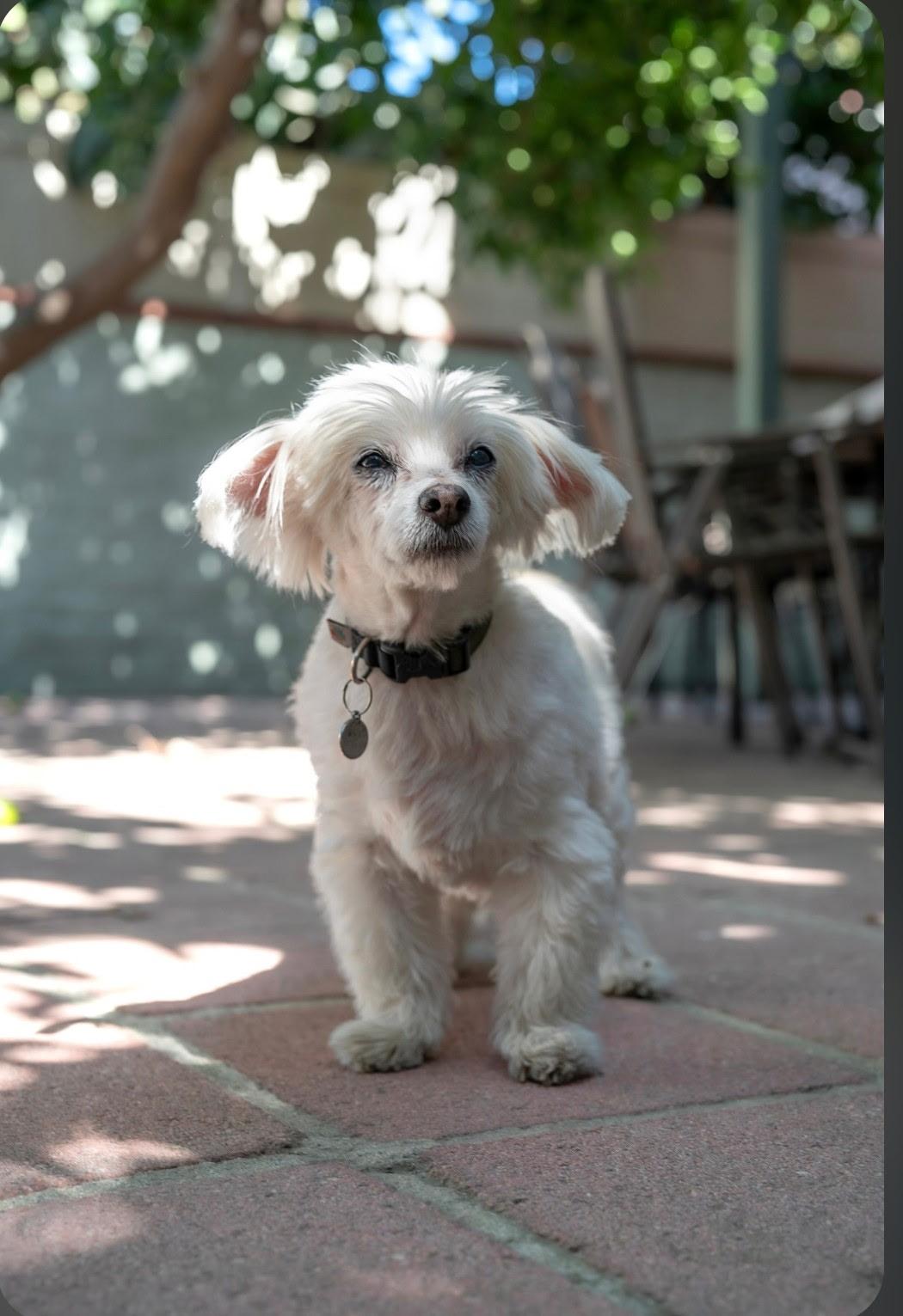 Enlarge SAMMIE, a Adopted mixed breed in Los Angeles , CA image 5/6