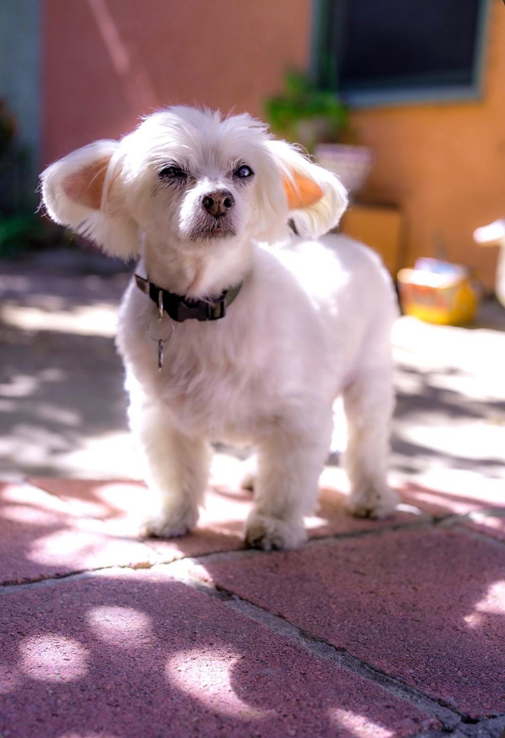 Enlarge SAMMIE, a Adopted mixed breed in Los Angeles , CA image 4/6