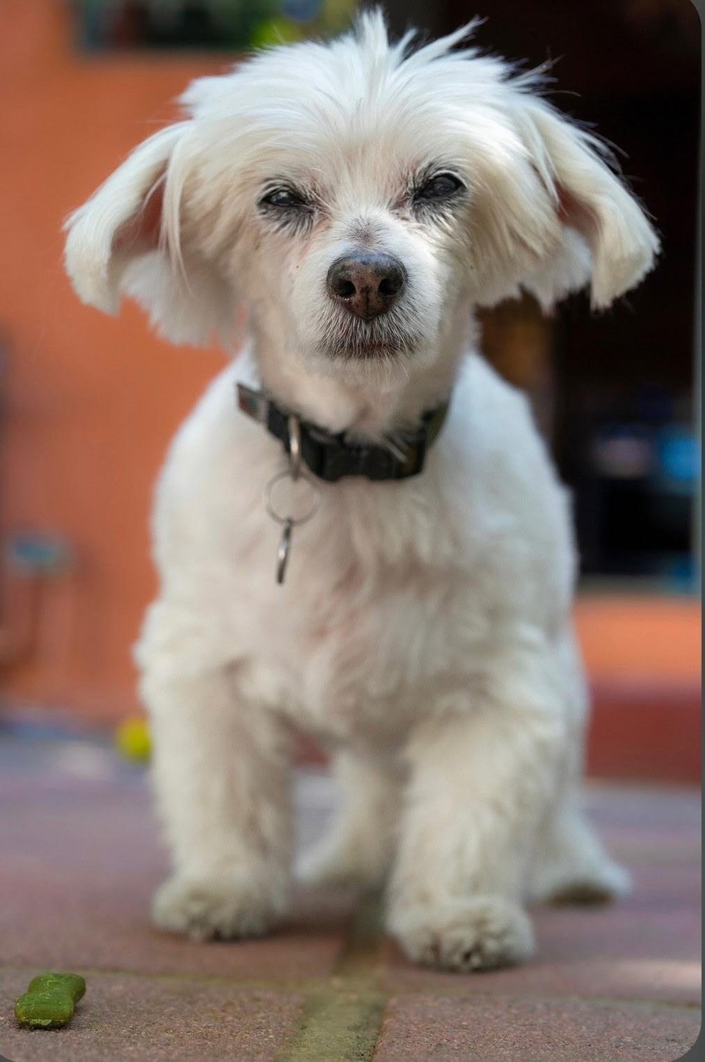 Enlarge SAMMIE, a Adopted mixed breed in Los Angeles , CA image 2/6