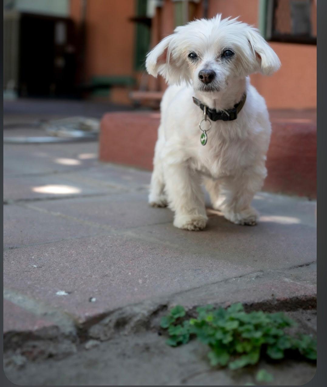 Enlarge SAMMIE, a Adopted mixed breed in Los Angeles , CA image 6/6
