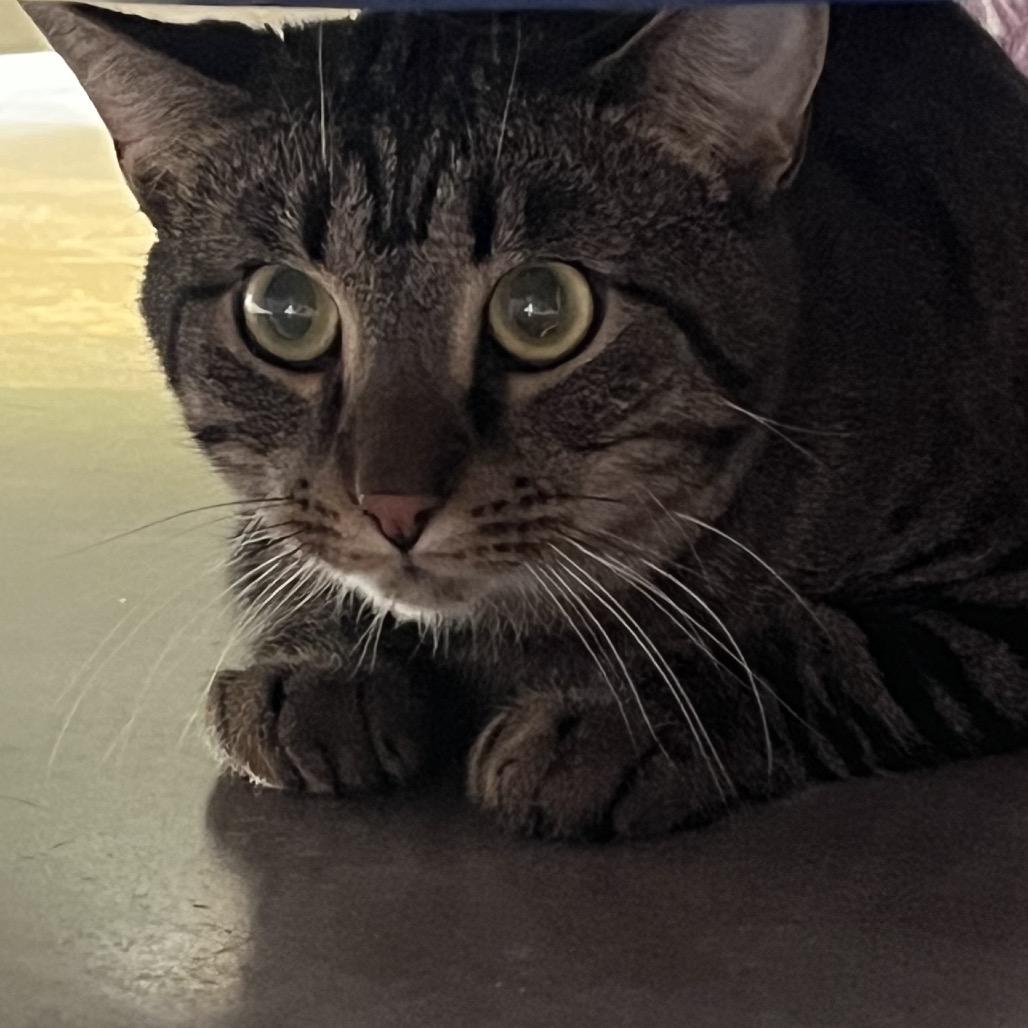 Candyman, Adoptable, Adult Male Domestic Short Hair.