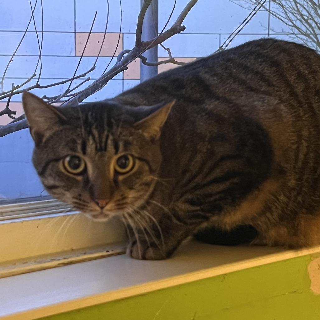 Enlarge Candyman, a Adoptable Domestic Short Hair in Chicago, IL image 2/3