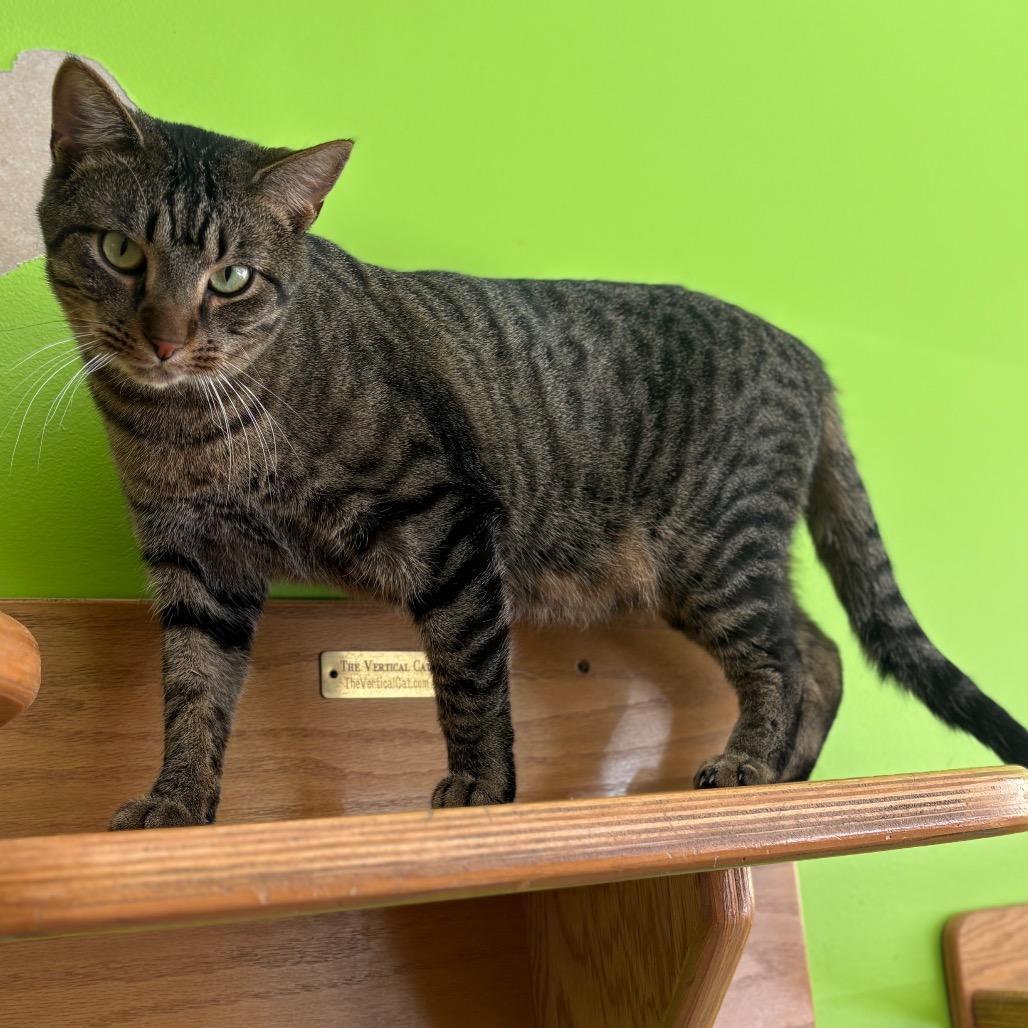 Enlarge Candyman, a Adoptable Domestic Short Hair in Chicago, IL image 3/3