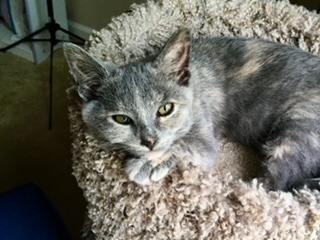 Stormie, Adoptable, Adult Female Domestic Short Hair.