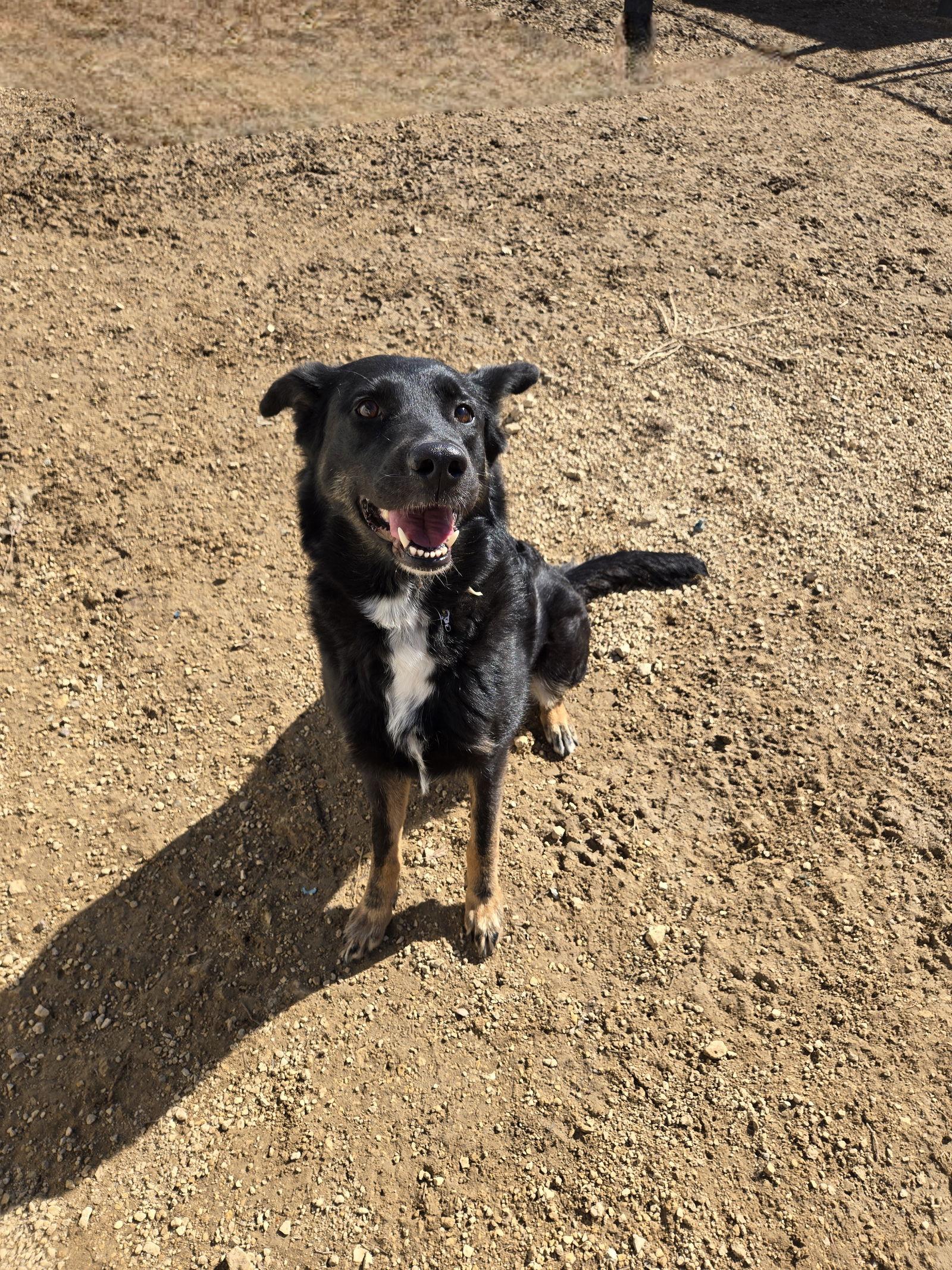 Hinata, a Adopted Shepherd in Maquoketa, IA image 1/2