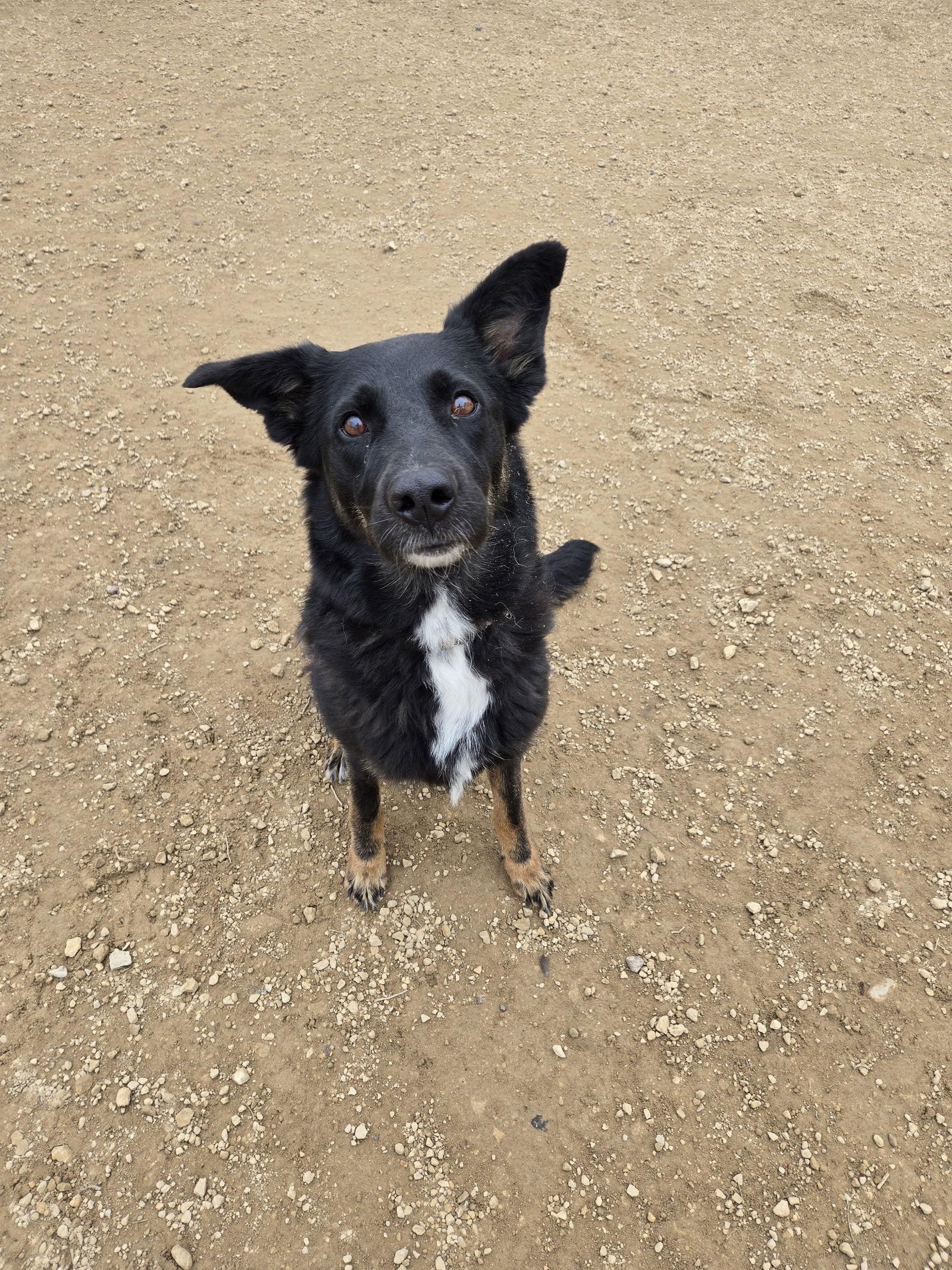 Hinata, a Adopted Shepherd in Maquoketa, IA image 2/2