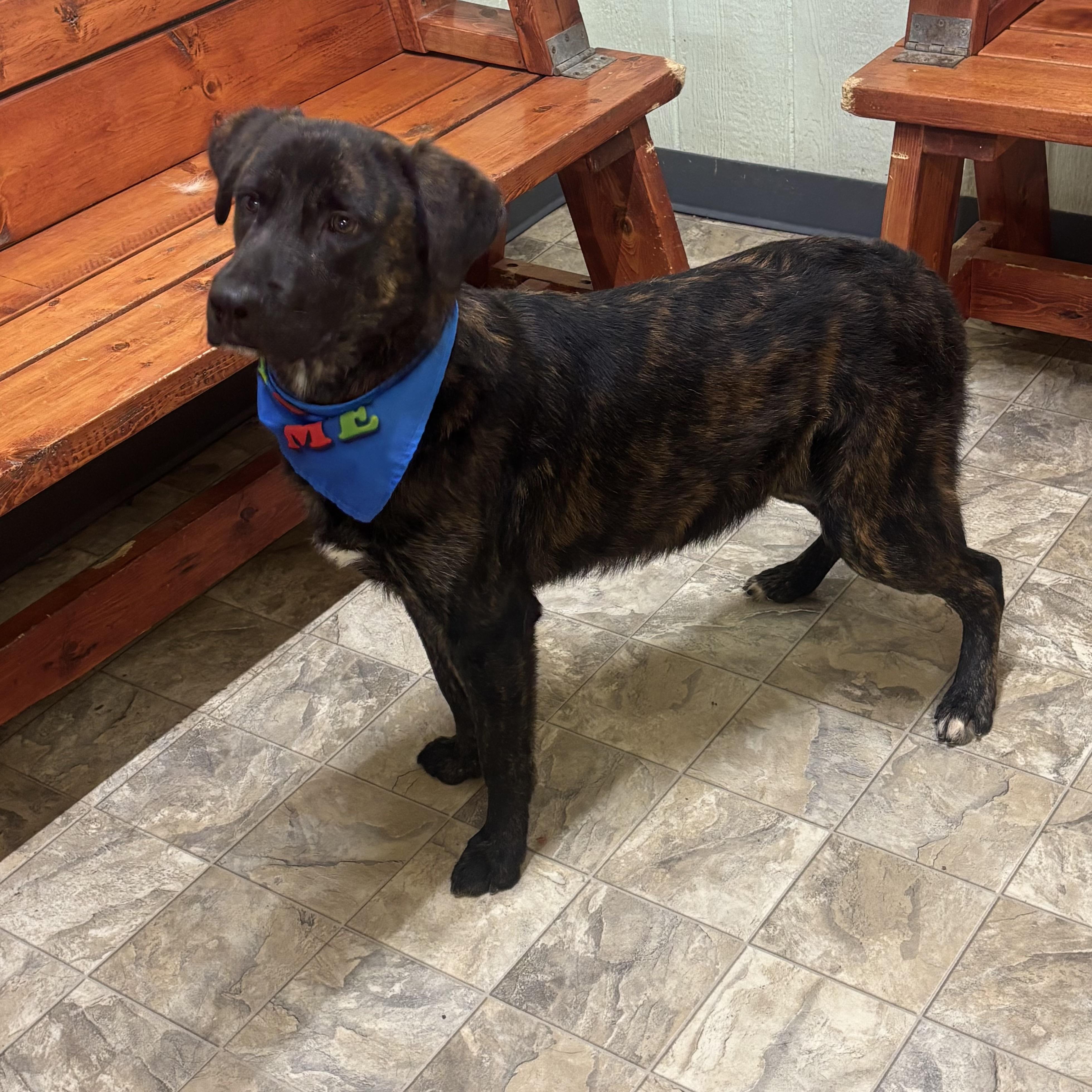 Tator Tot, Adoptable, Young Male Shepherd.