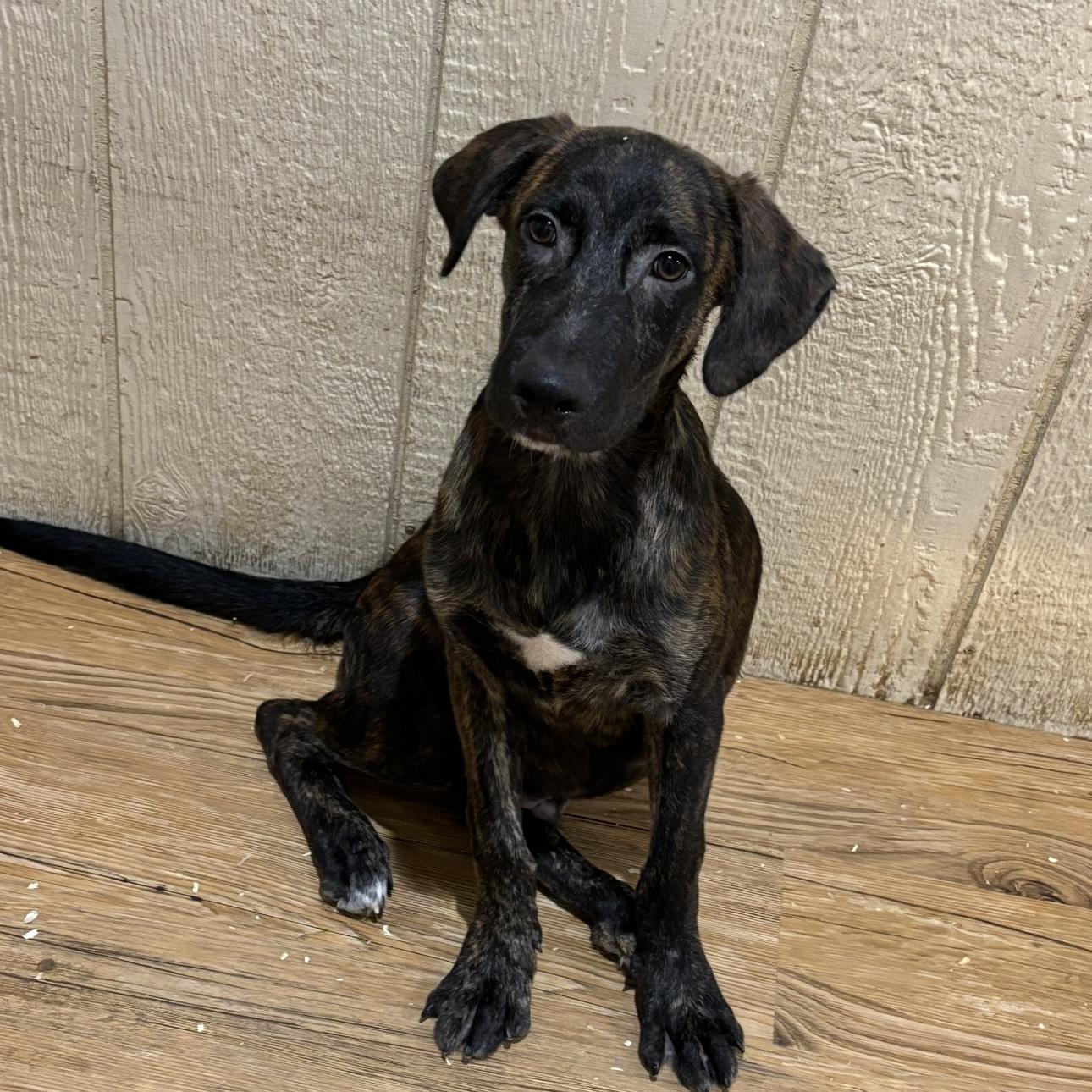 Enlarge Tator Tot, a Adoptable mixed breed in Pilot Point, TX image 1/1