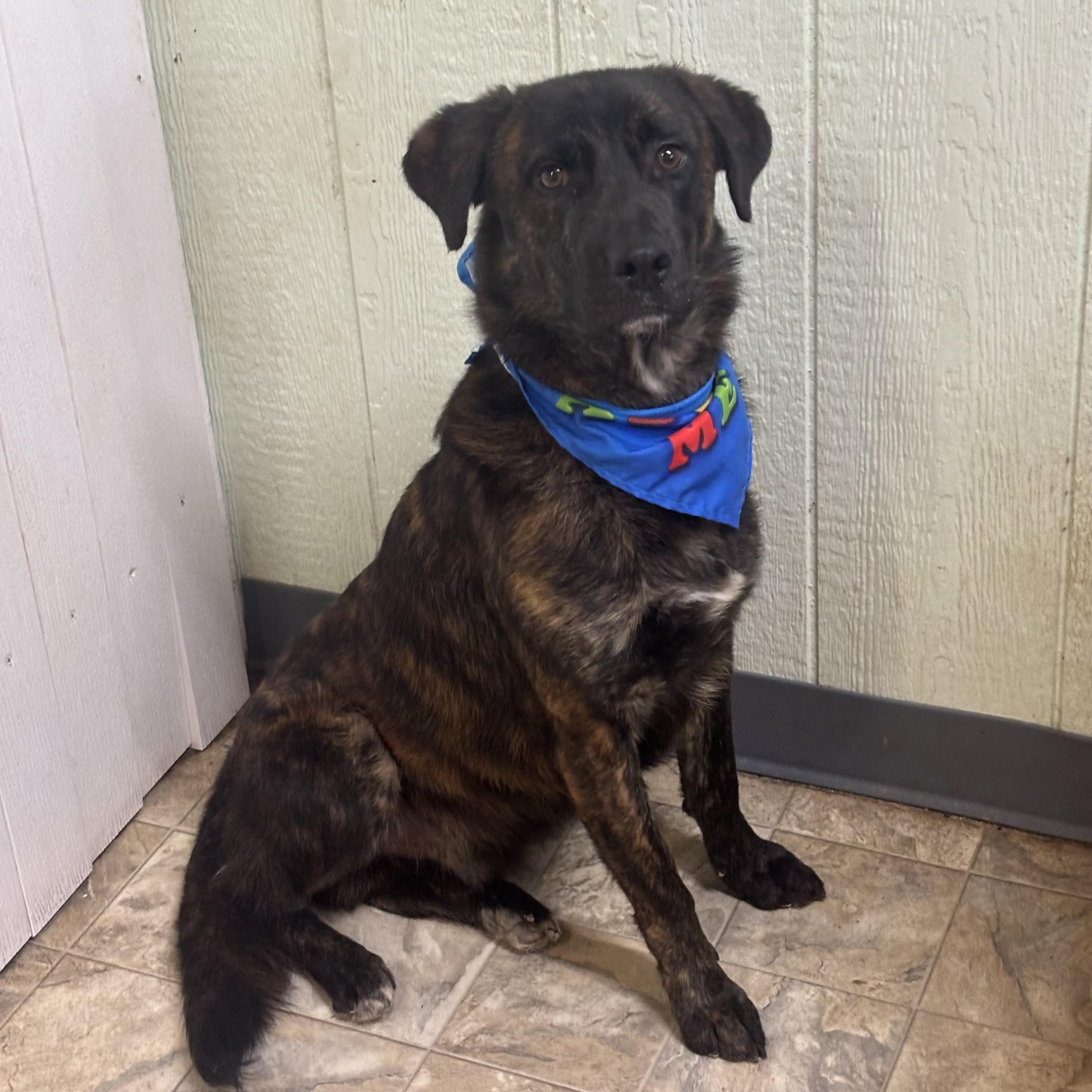 Tator Tot, Adoptable, Young Male Shepherd.
