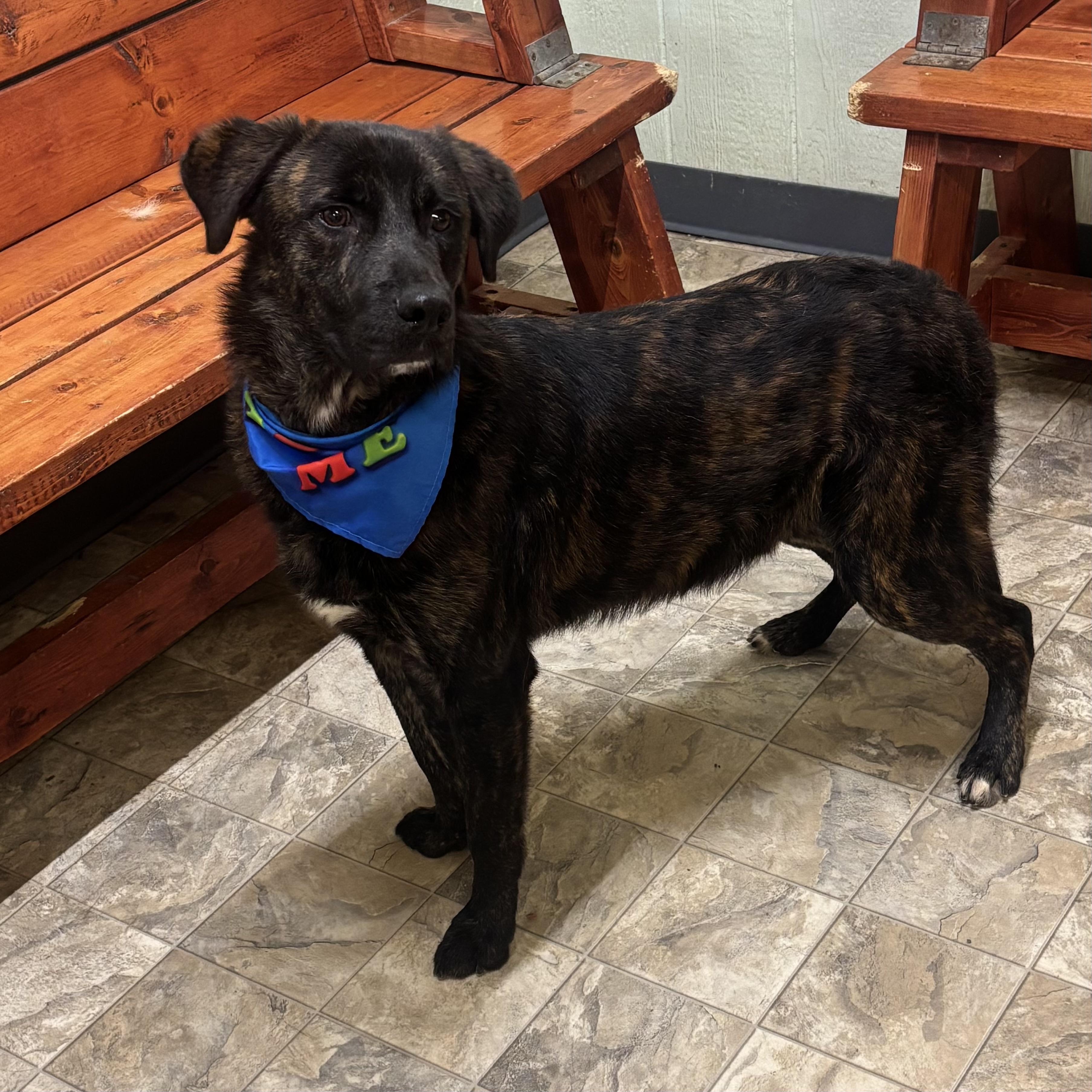 Enlarge Tator Tot, a Adoptable mixed breed in Pilot Point, TX image 3/3