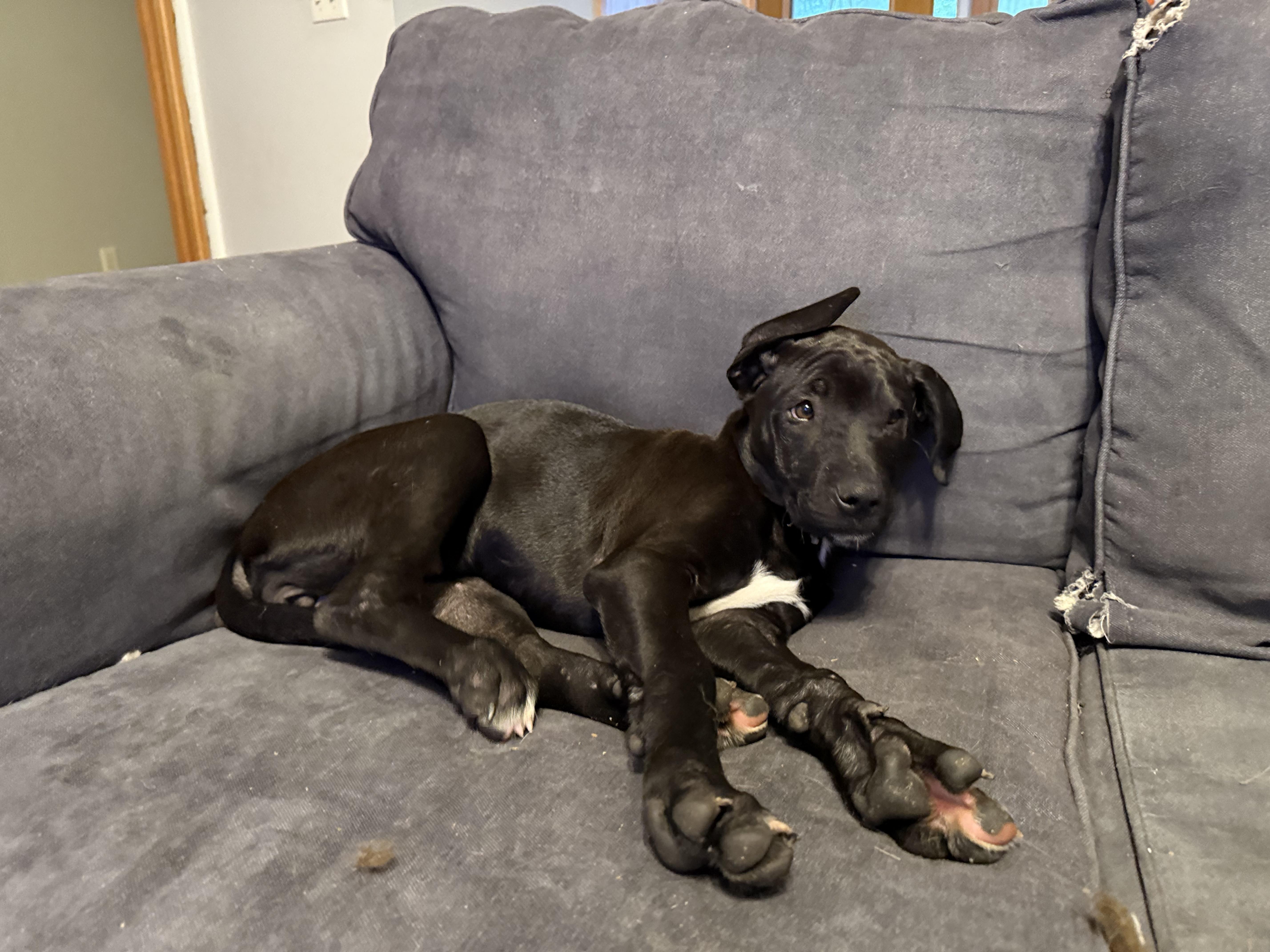 Enlarge Monte, a Adopted mixed breed in Nixa, MO image 1/4