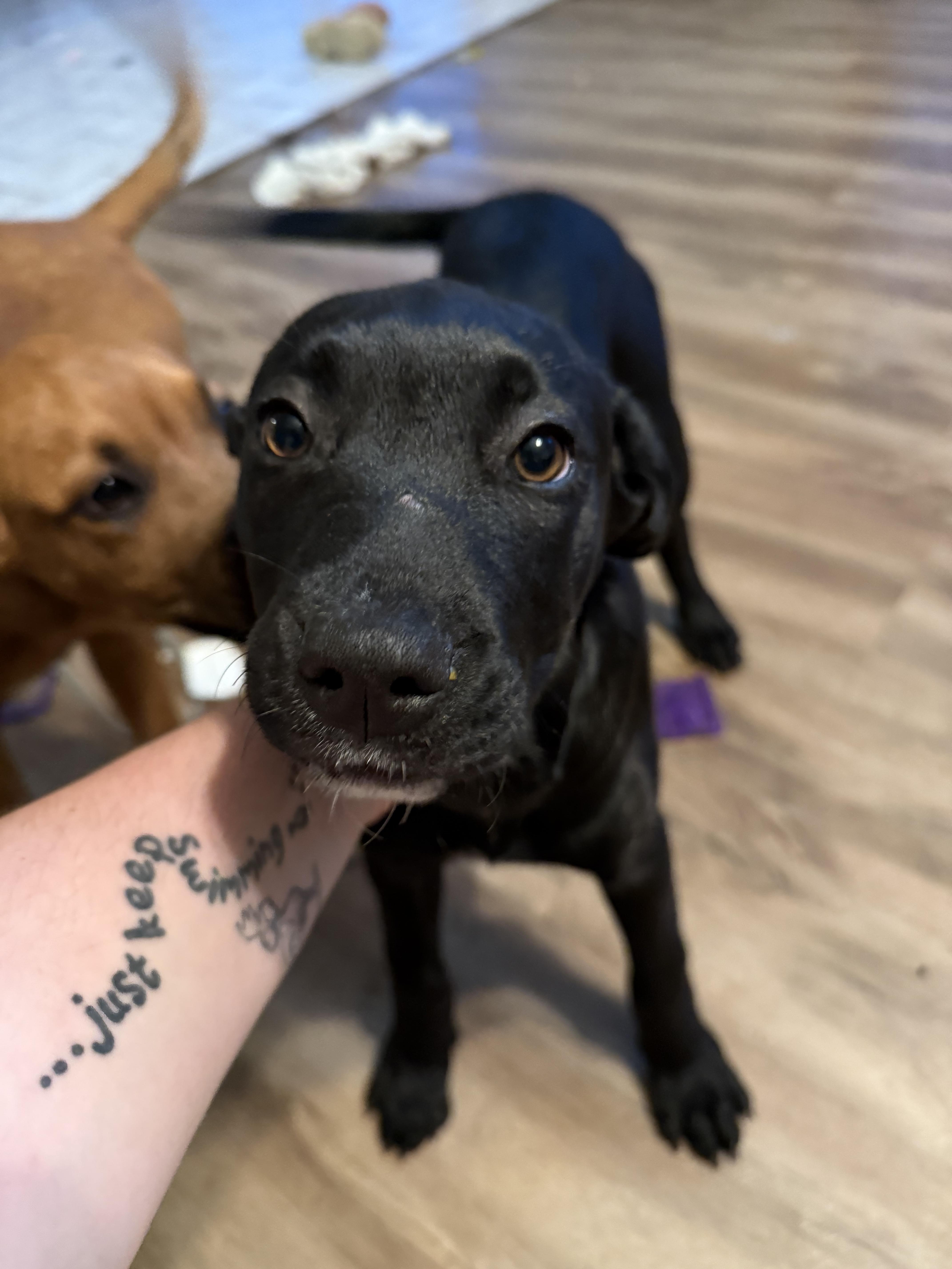 Monte, Adopted, Young Female Mixed Breed.