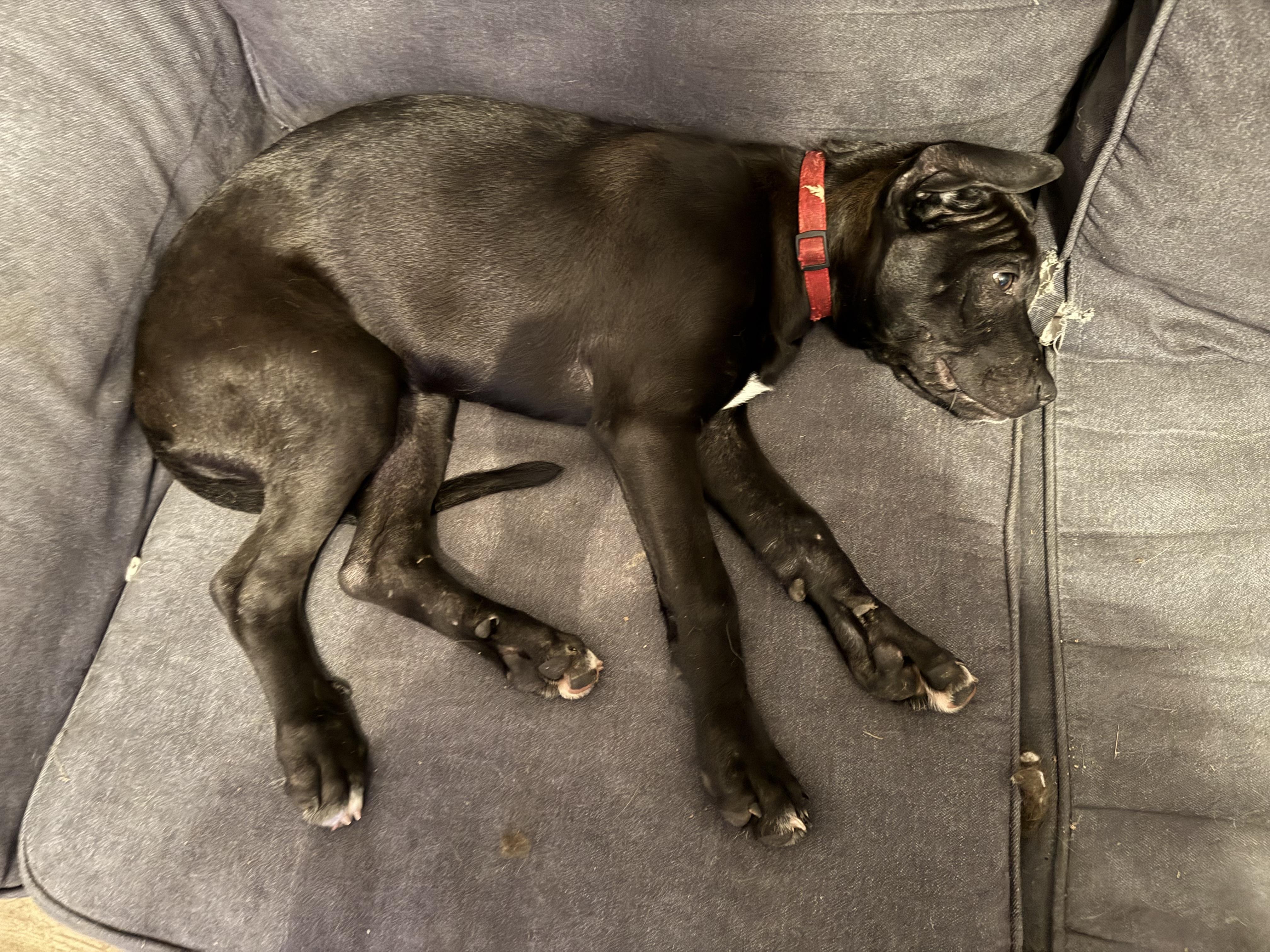 Enlarge Monte, a Adopted mixed breed in Nixa, MO image 3/4