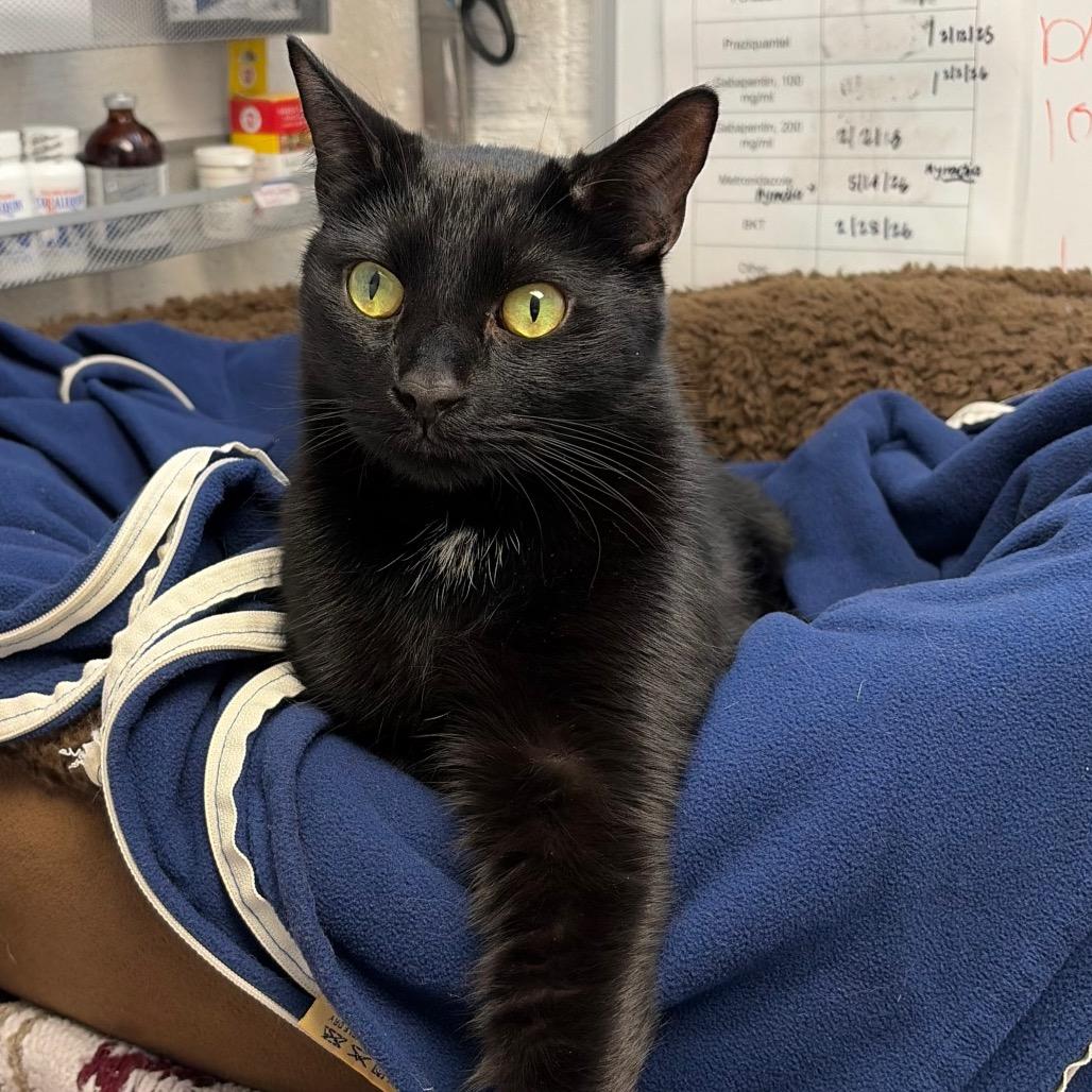 Remus, Adoptable, Adult Male Domestic Short Hair.