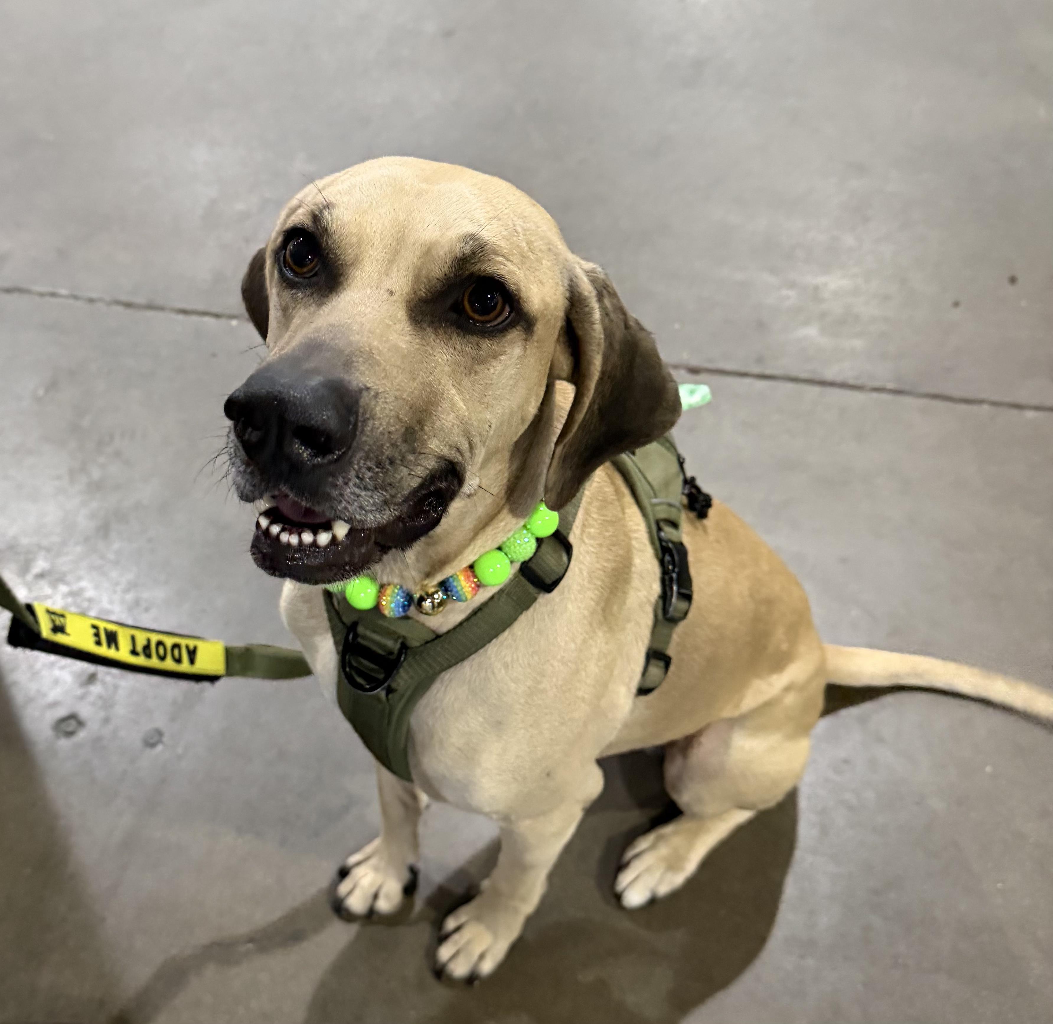 Enlarge Timmy , a Adoptable mixed breed in Dallas, TX image 3/6