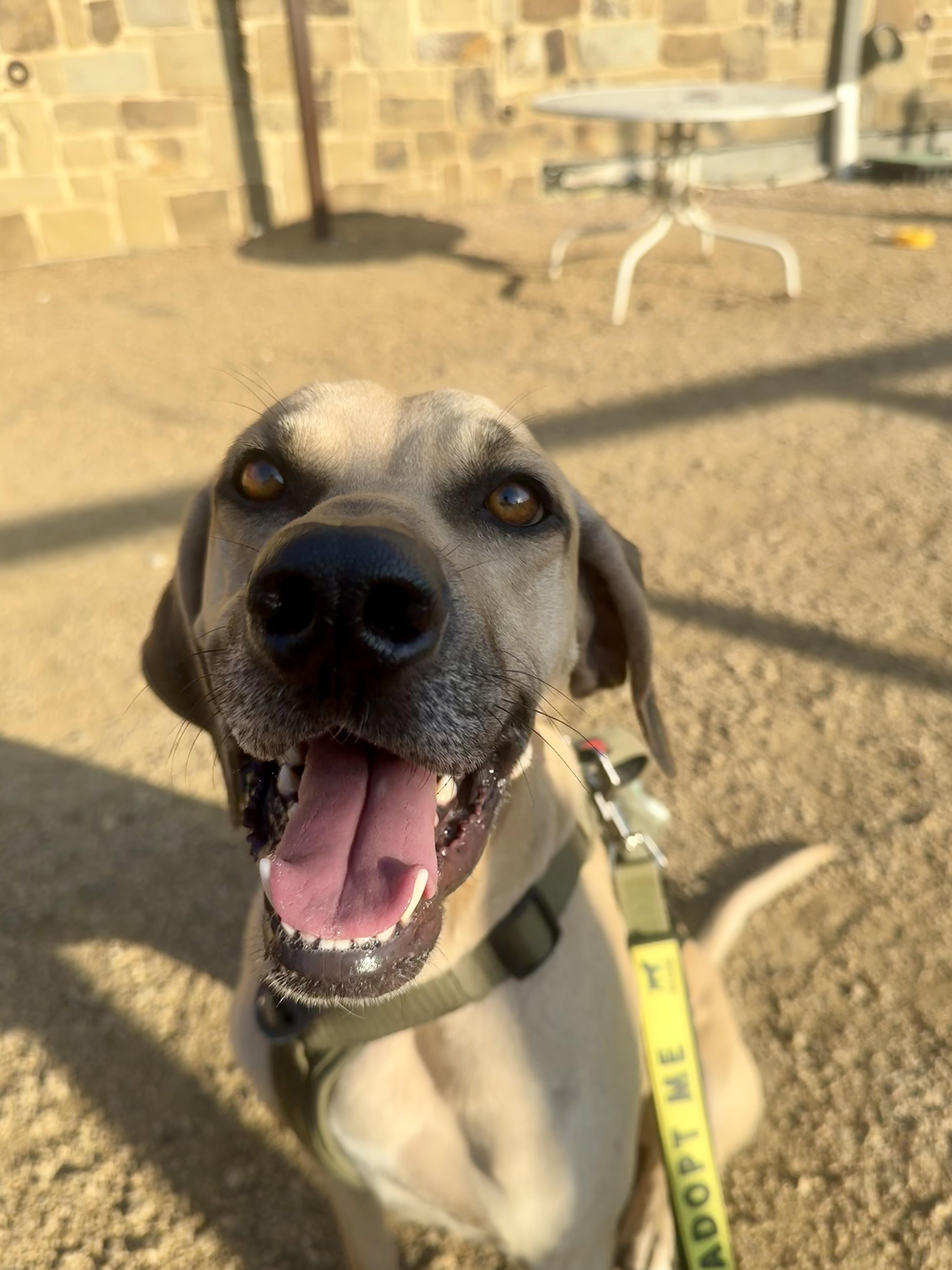 Enlarge Timmy , a Adoptable mixed breed in Dallas, TX image 1/6