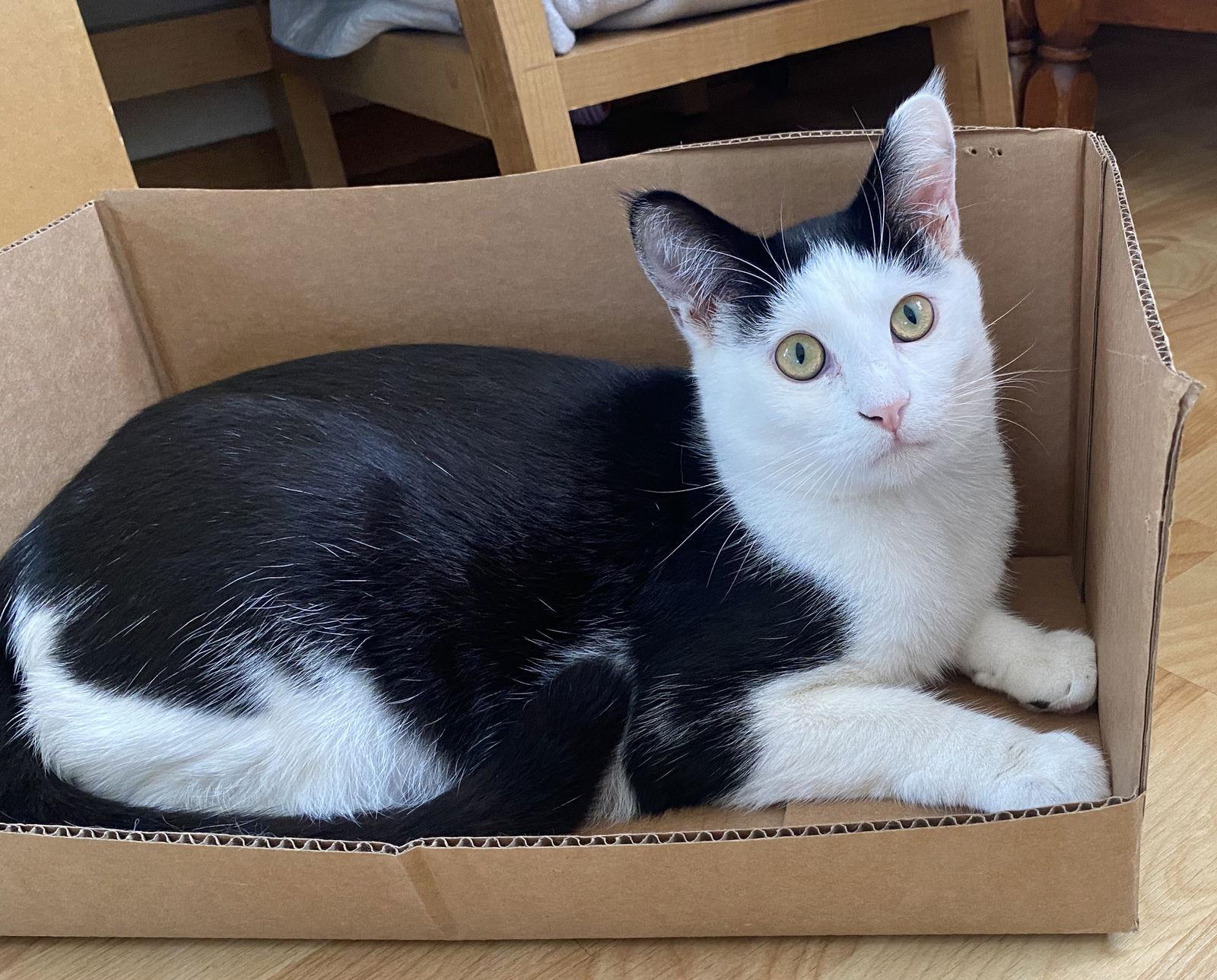 Connor (bonded w/ Sean), a Adoptable Domestic Short Hair in San Jose, CA image 1/3