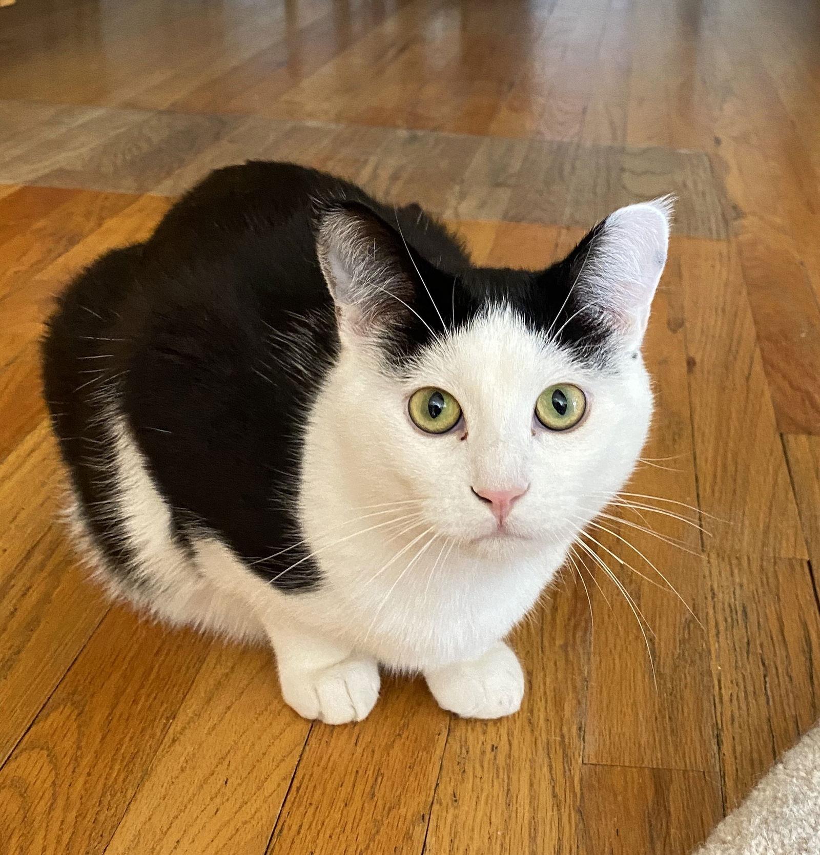 Enlarge Connor (bonded w/ Sean), a Adoptable Domestic Short Hair in San Jose, CA image 2/3