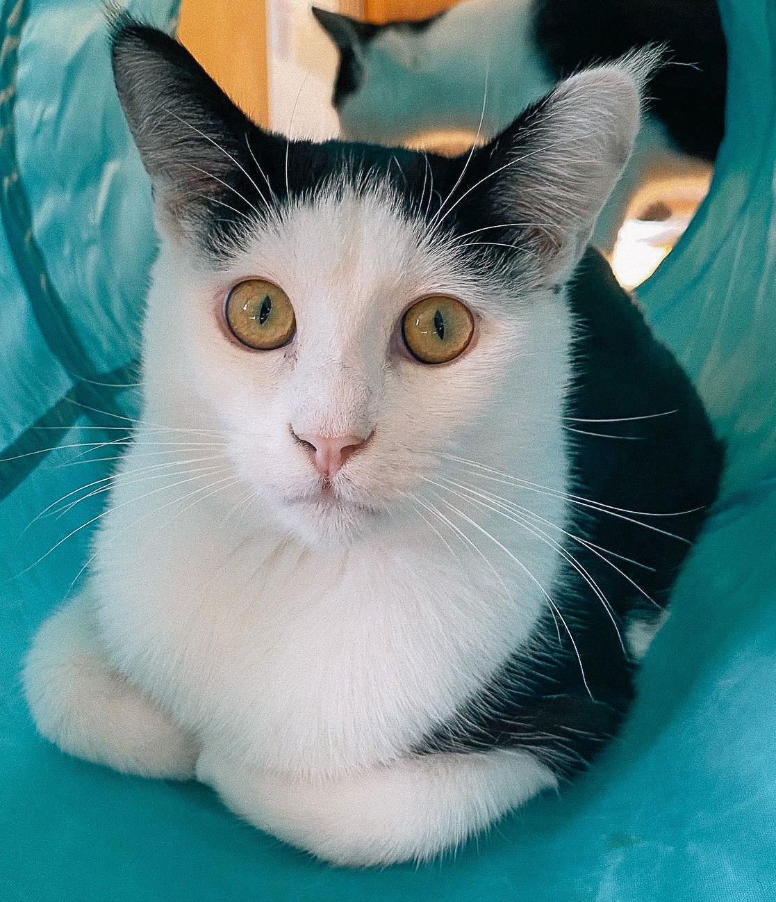 Enlarge Connor (bonded w/ Sean), a Adoptable Domestic Short Hair in San Jose, CA image 1/3