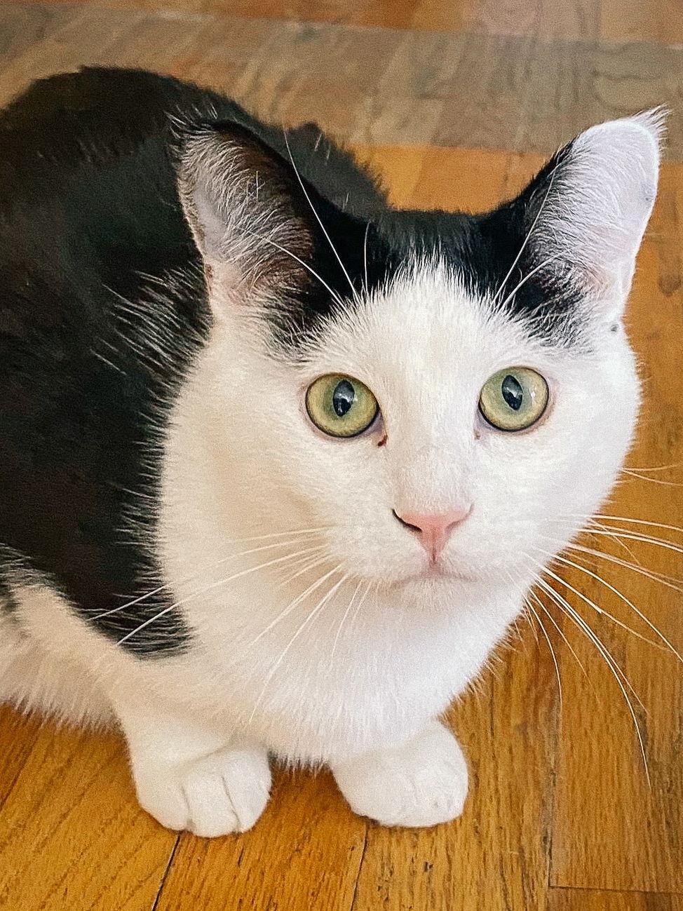 Enlarge Connor (bonded w/ Sean), a Adoptable Domestic Short Hair in San Jose, CA image 2/3